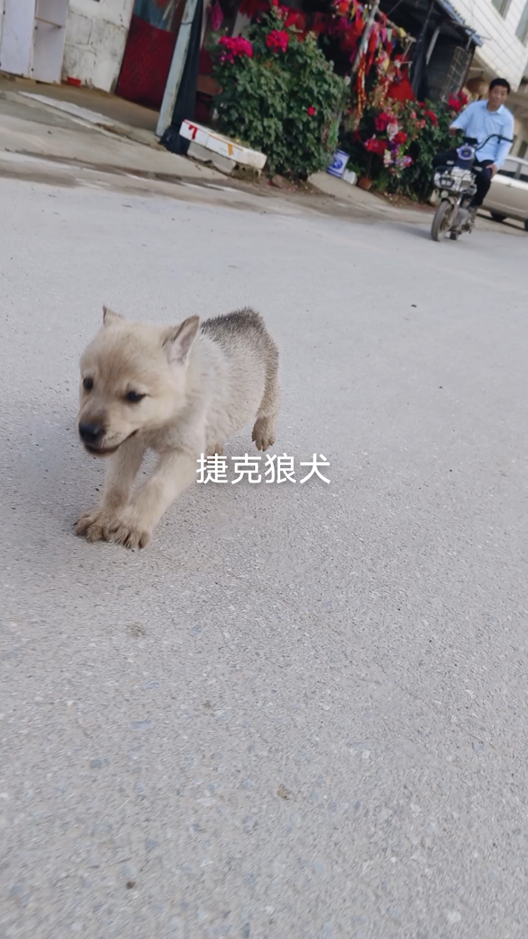 红狼二个月幼犬图片图片