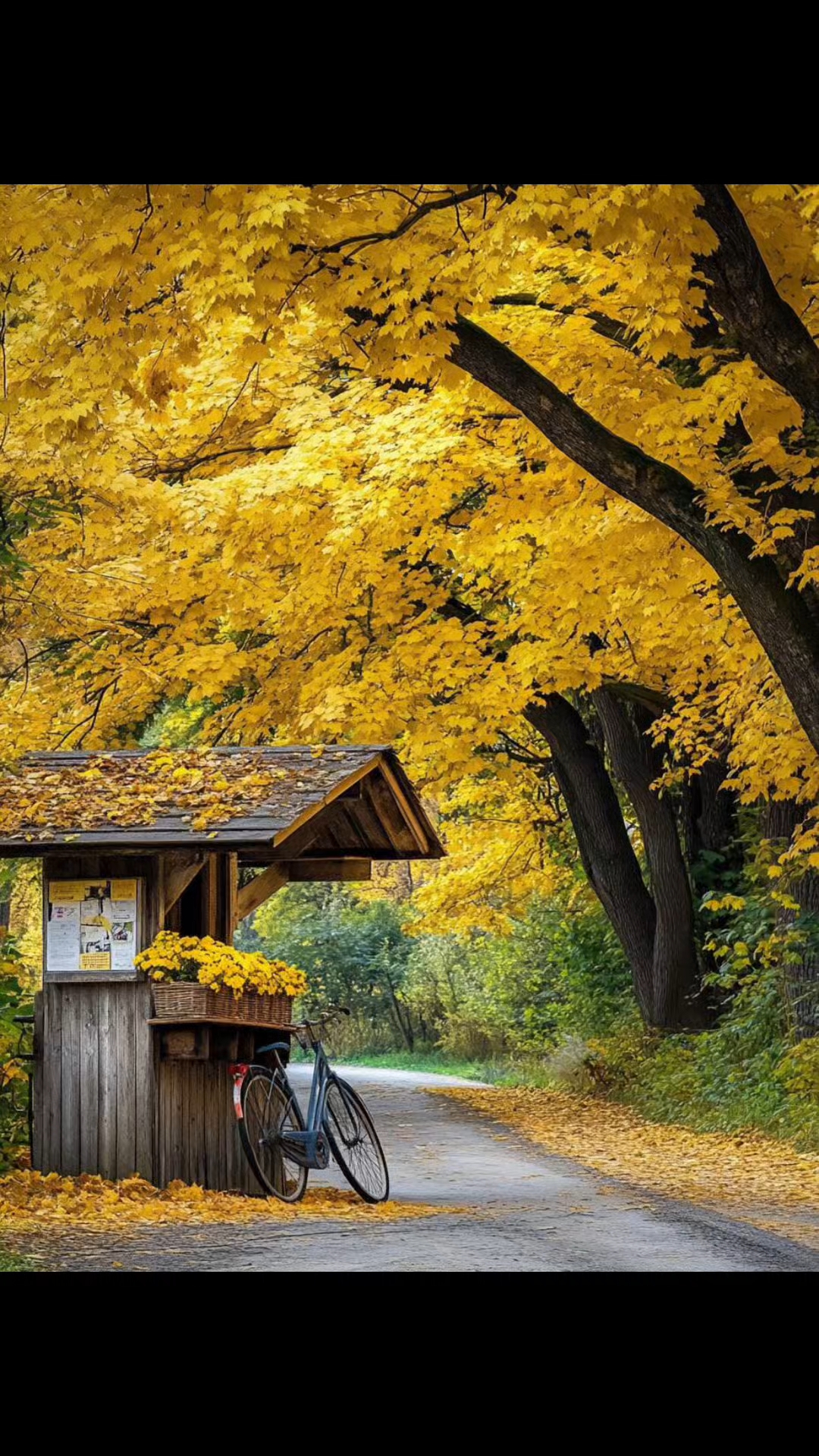 秋天落叶背景图