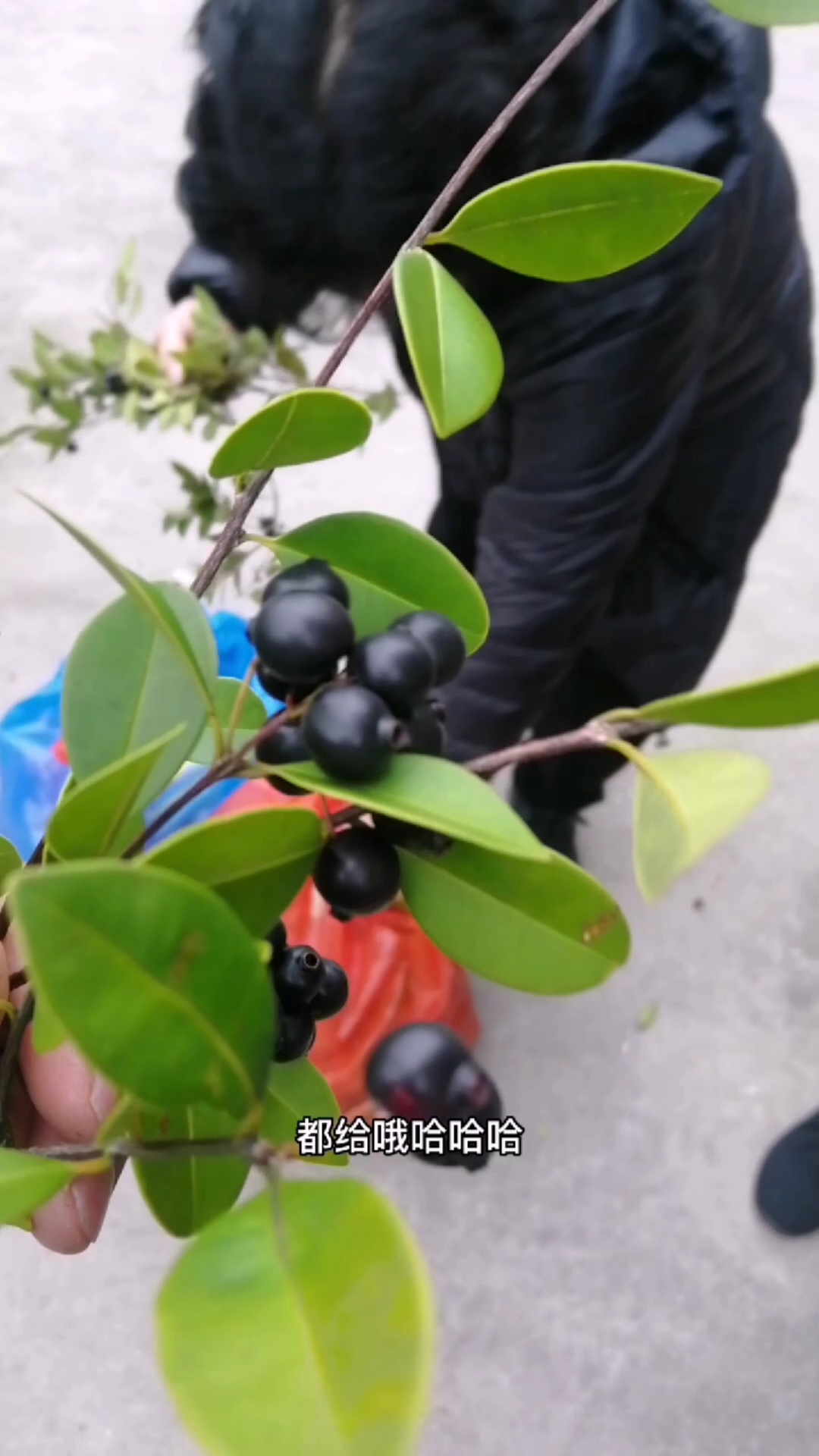 野果,这种野果你们吃过吗我们家乡的土话名字山麒麟-度小视