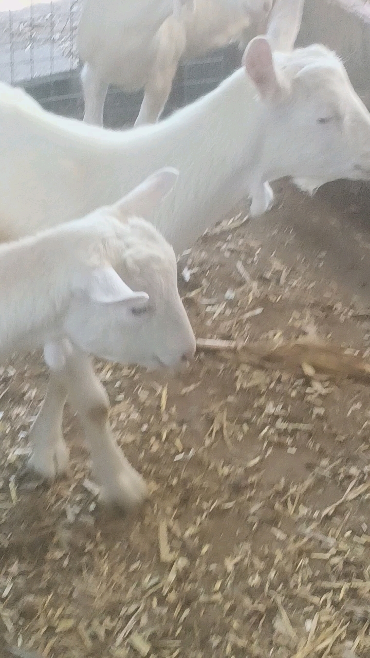 奶山羊养殖基地,高纯度奶山羊小种母