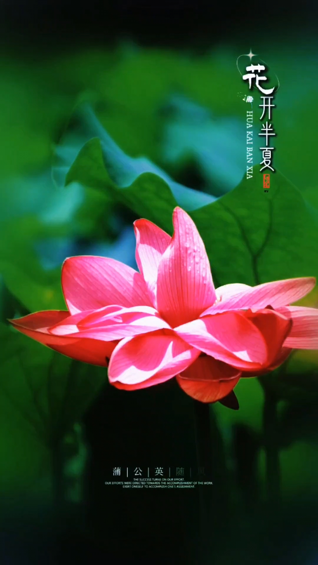 花开半夏的介绍和花开半夏电视剧剧情简介