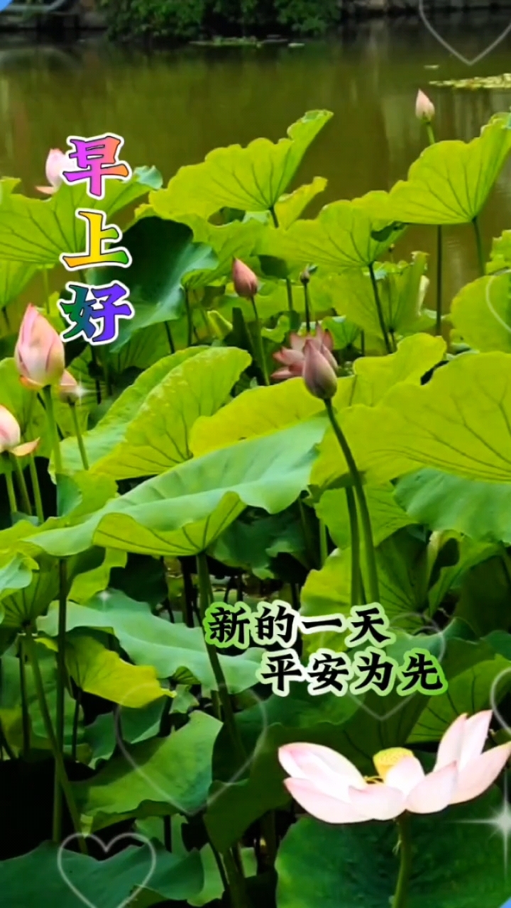 早上好!新的一天带着好心情陪你去沙市中山公园漫步,赏夏日荷韵