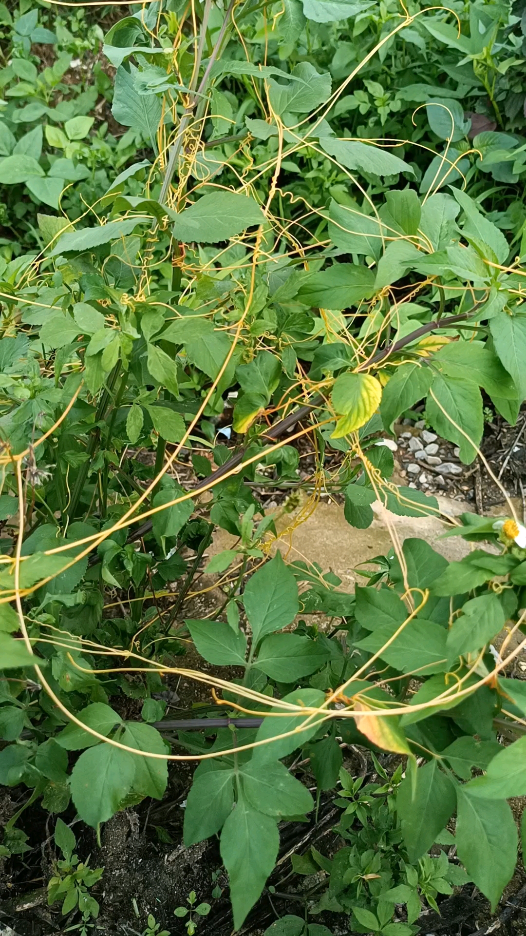 发现寄生植物菟丝子,无根无叶,有害植物,但药用价值高