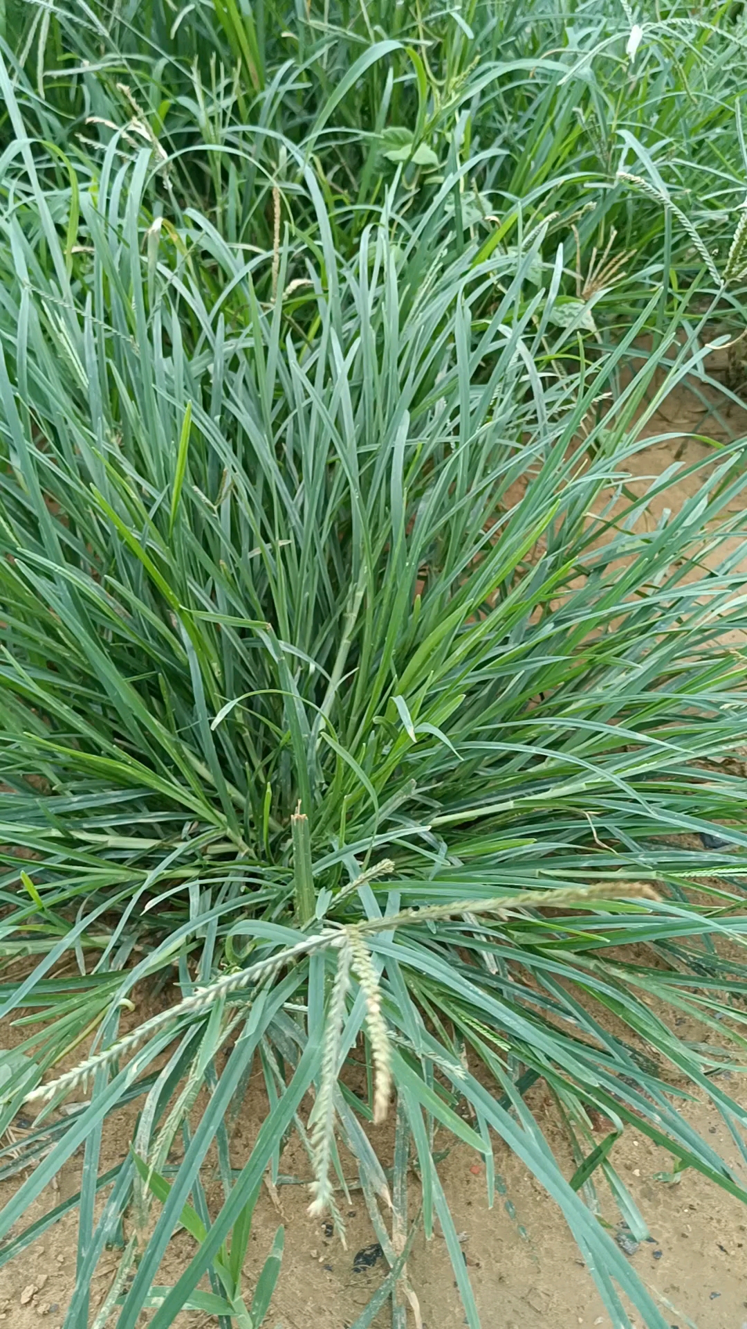 大名鼎鼎的牛筋草,繁殖能力太强了,长得非常的嫩绿