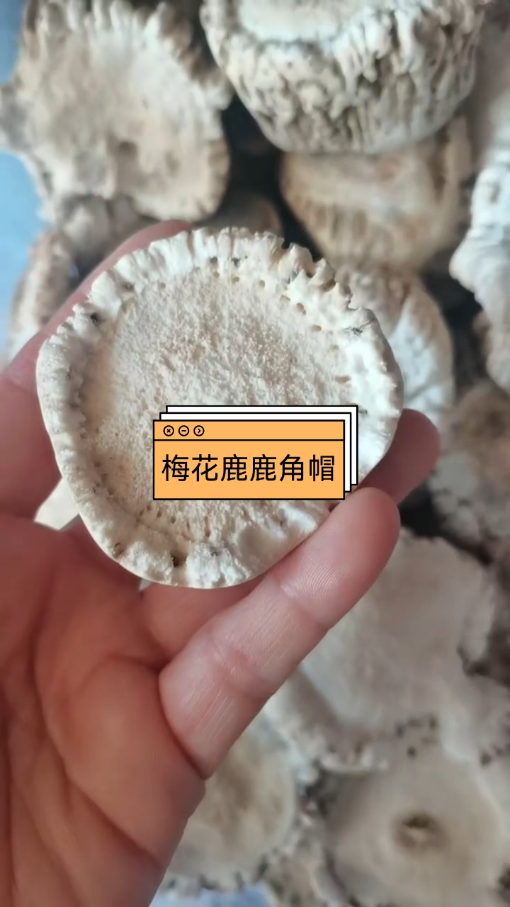 梅花鹿角帽,源头产地,物美价廉,保真保纯