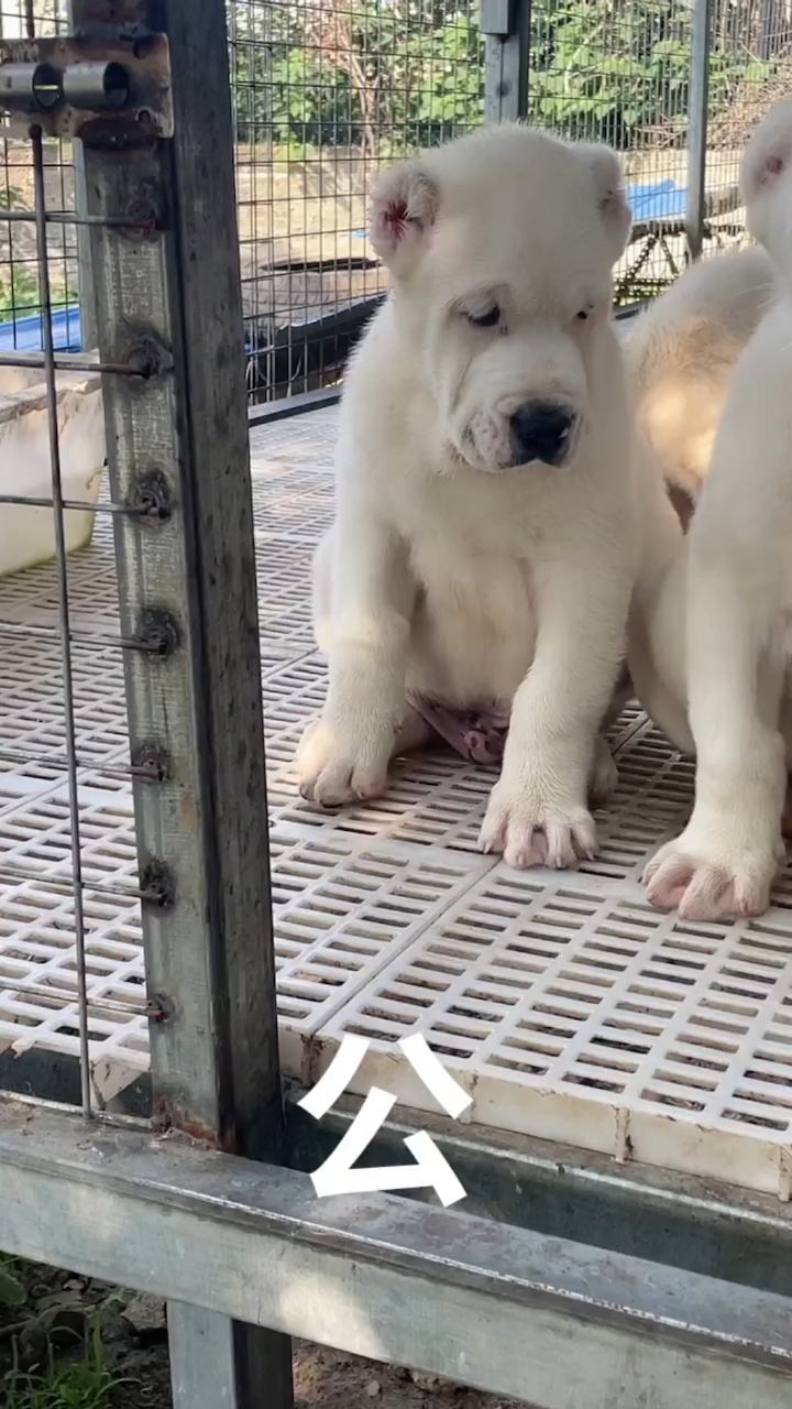 纯白中亚牧羊犬,肥肥胖胖的真漂亮