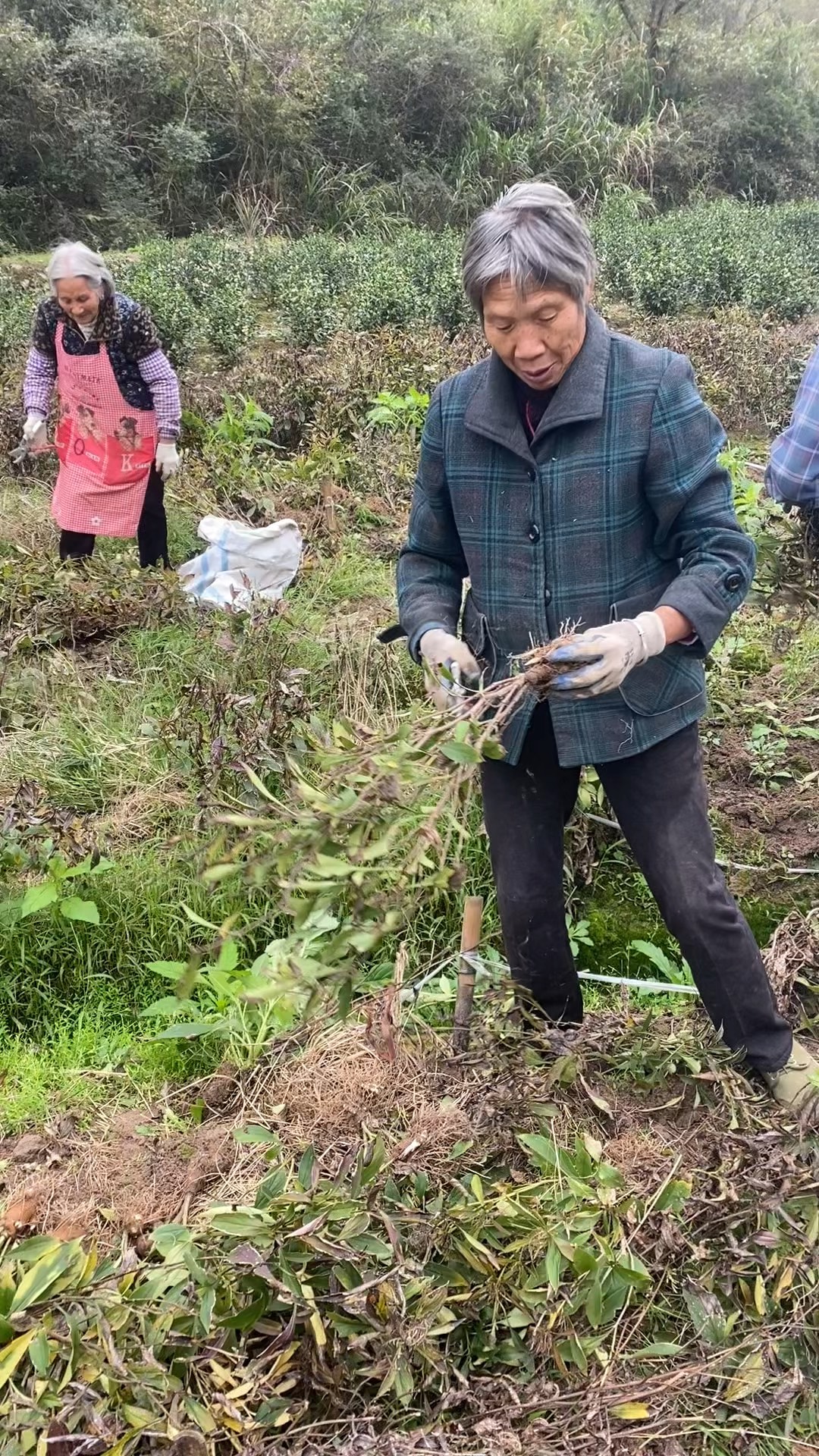 首山姜广权图片