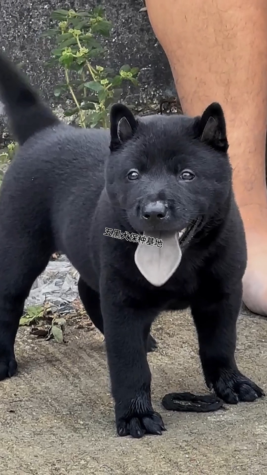 中华田园犬五黑狗出售图片