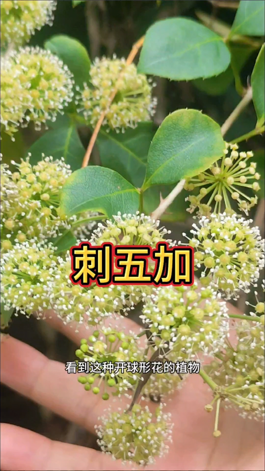 这种开着球形花的植物,它就是刺五加