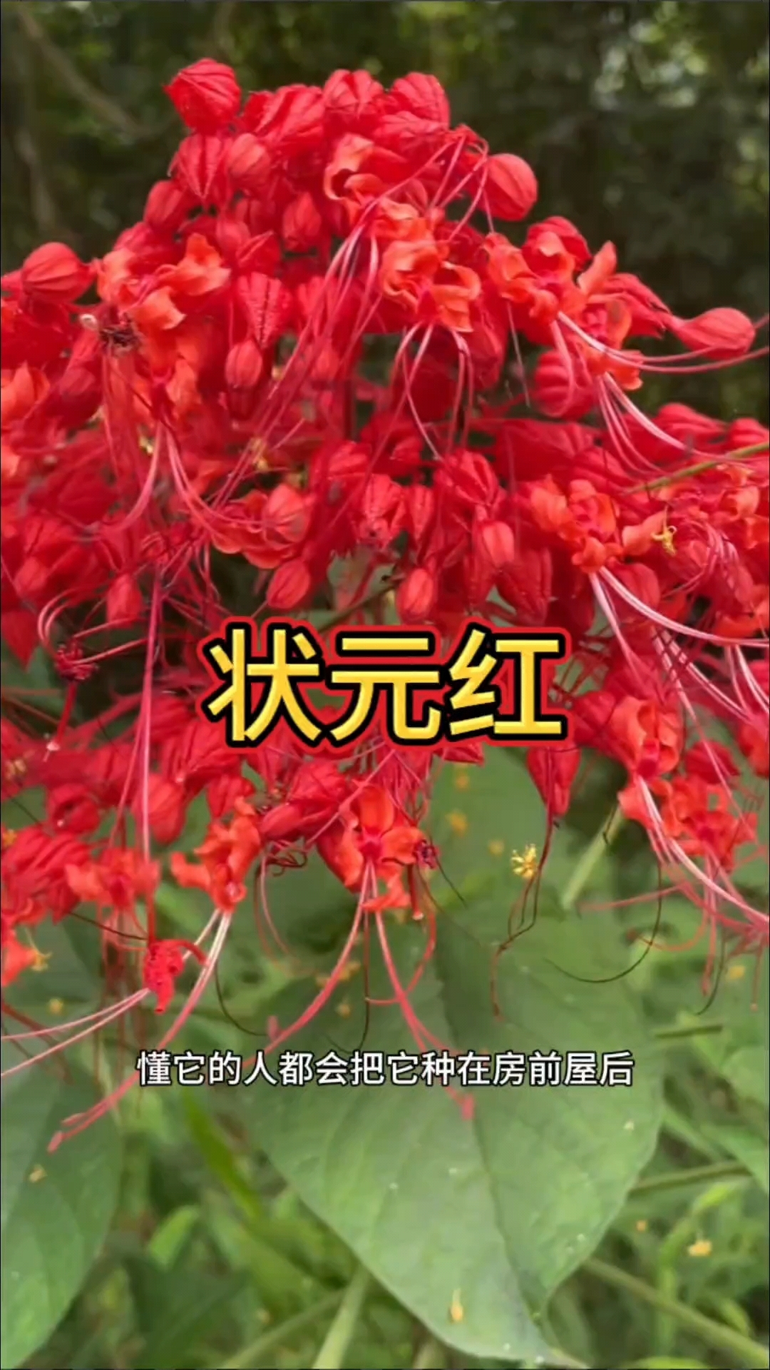 状元红也叫红花倒水莲,你家的屋后种有这种植物吗