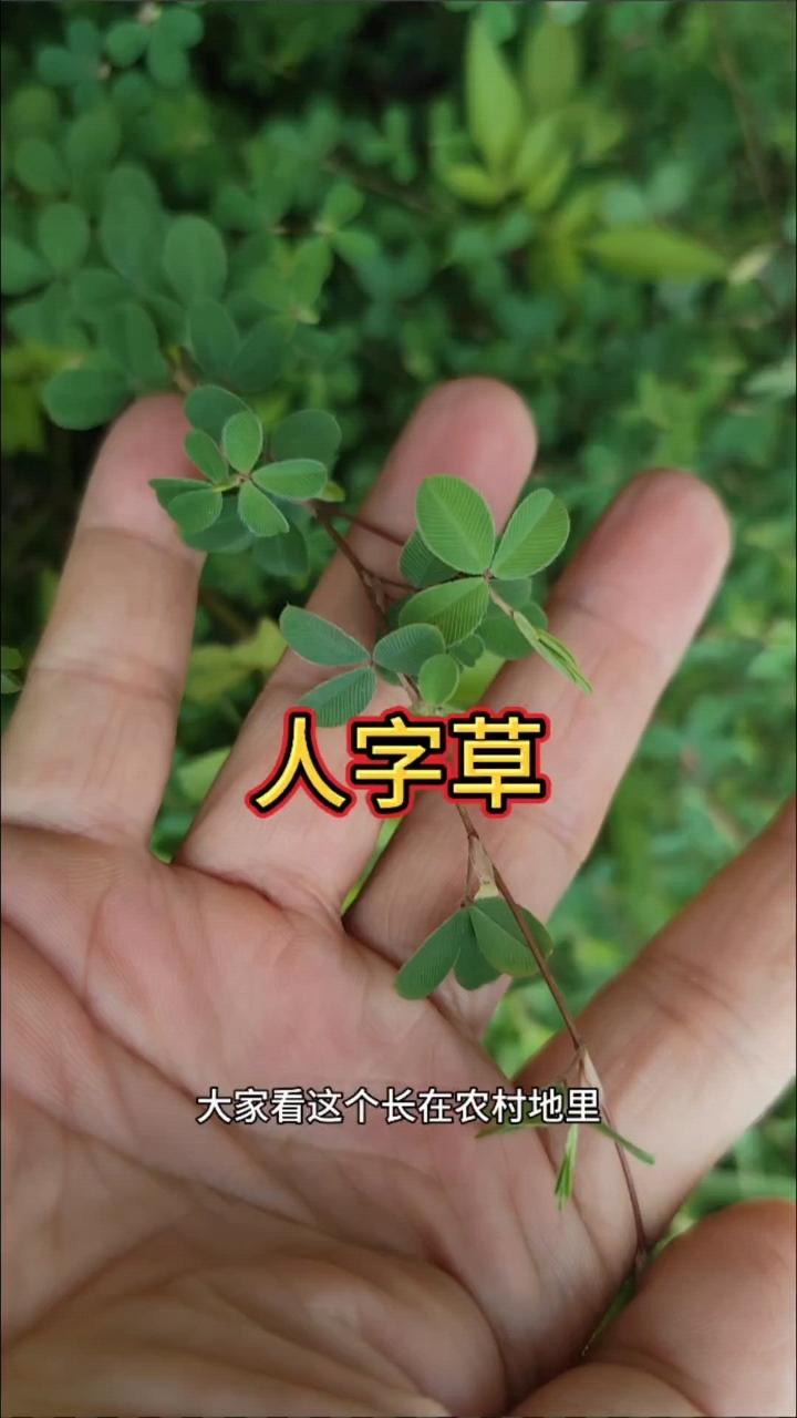 你家乡有这种人字草吗