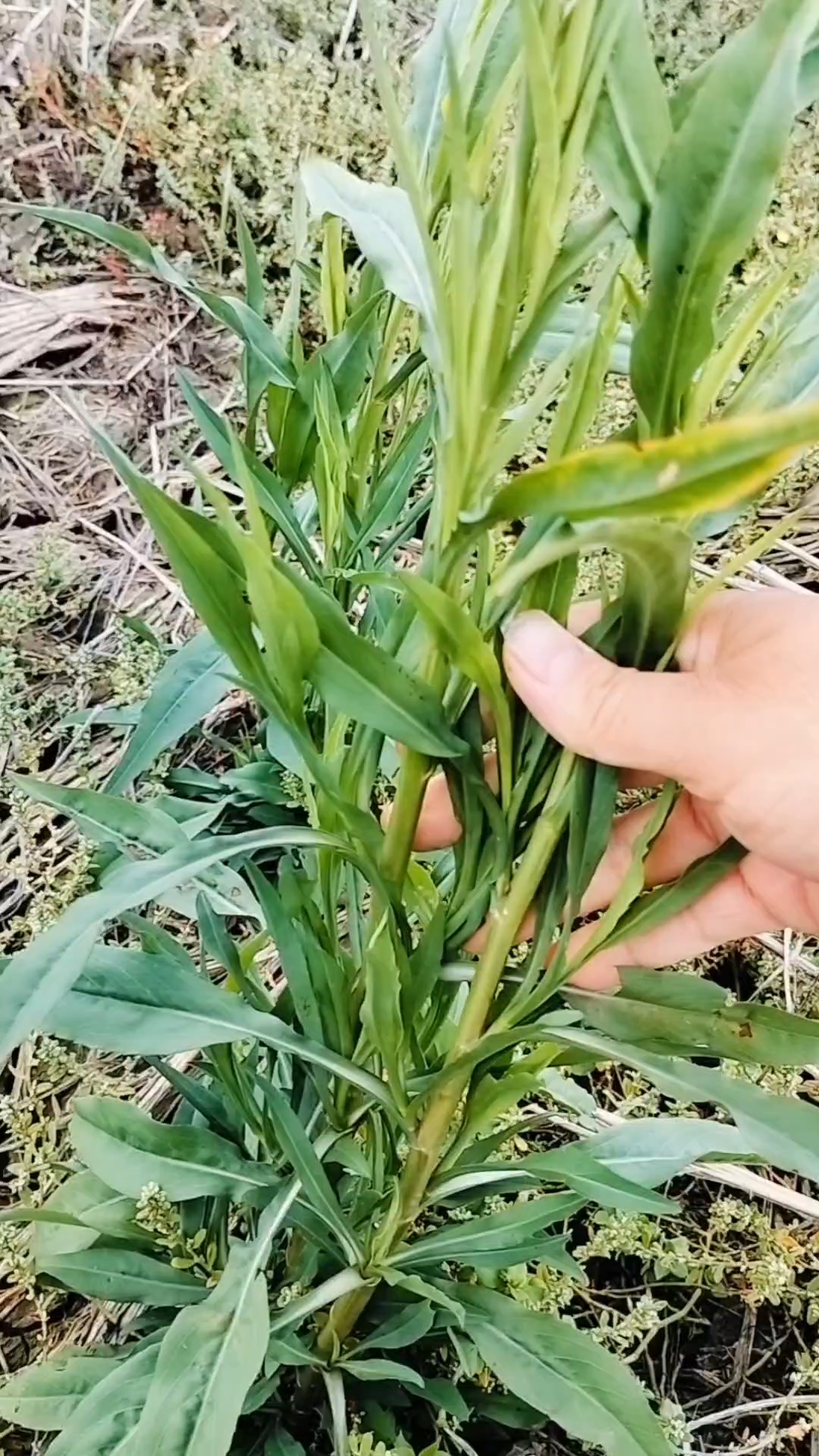 剪刀菜,在农村是
