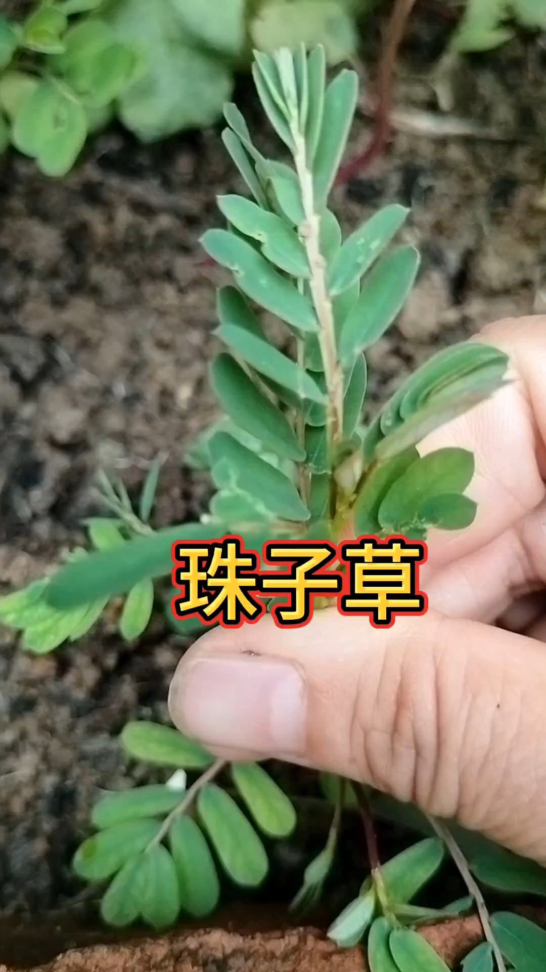 这种植物我们叫他珠子草,你家乡叫它什么名