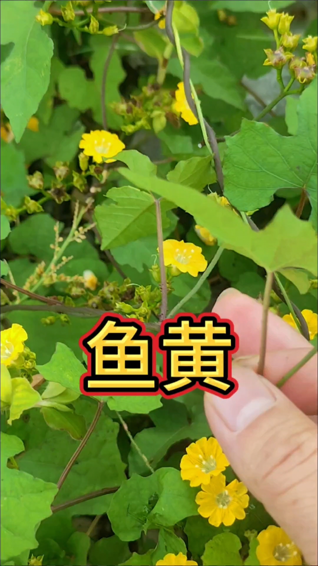 野外遇到这种该黄色的小花,那就是鱼黄草