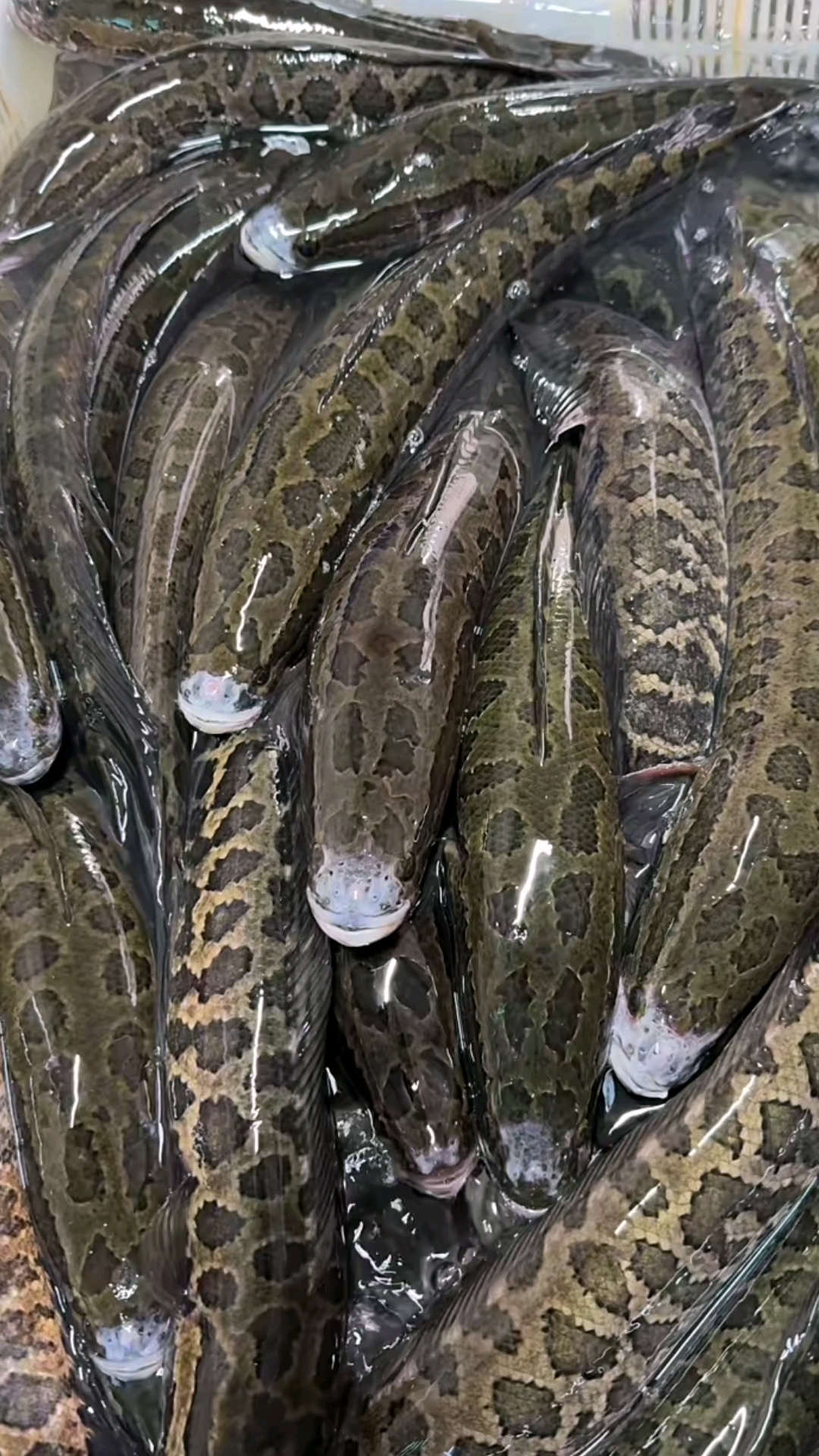 这种鱼号称淡水鱼中的"蟒蛇",有没有人认识的?