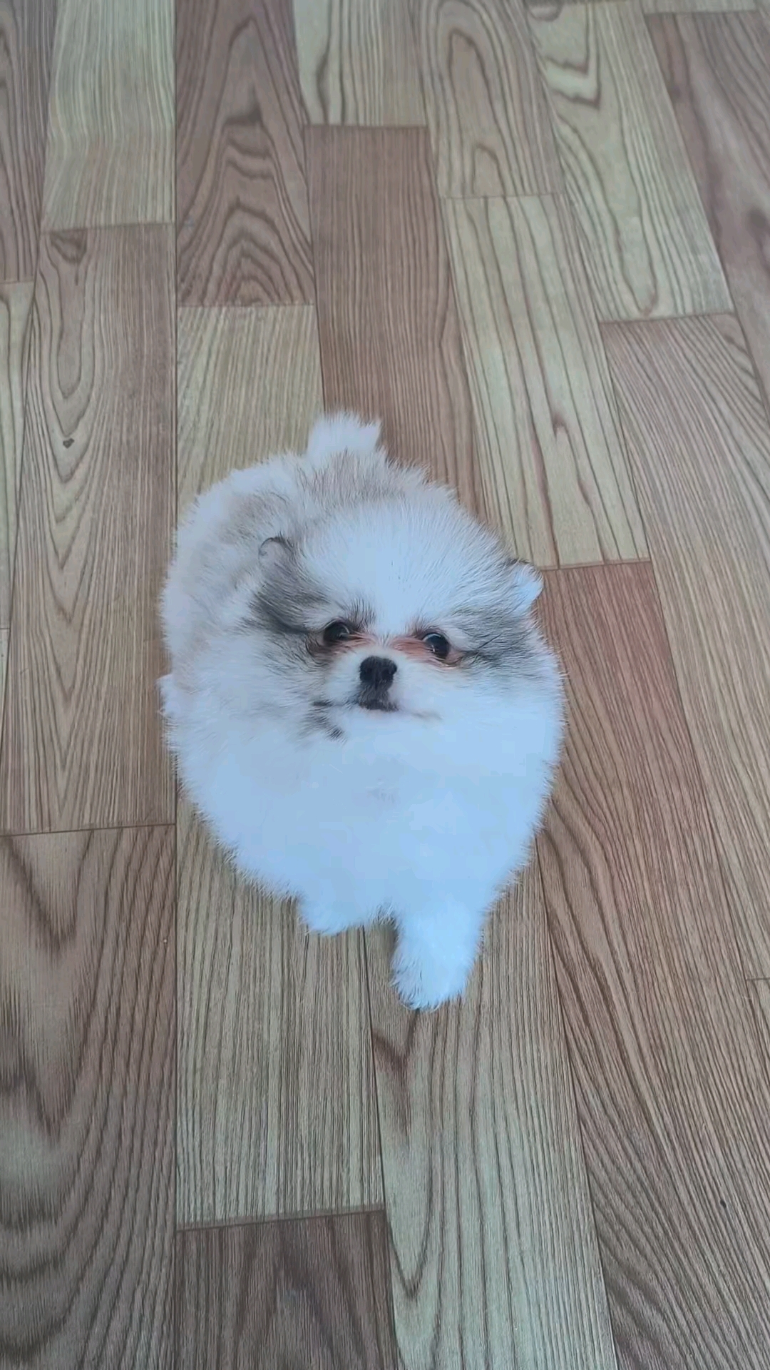 超美可爱花博美母有喜欢吗被你萌化了