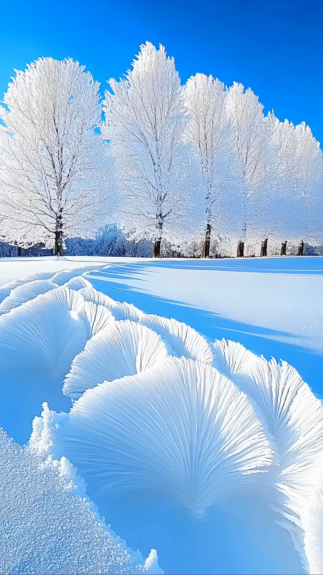 东北照片雪景图片