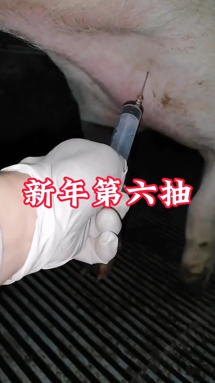 实验室检测必备技能#猪前腔静脉采血 #畜牧兽医