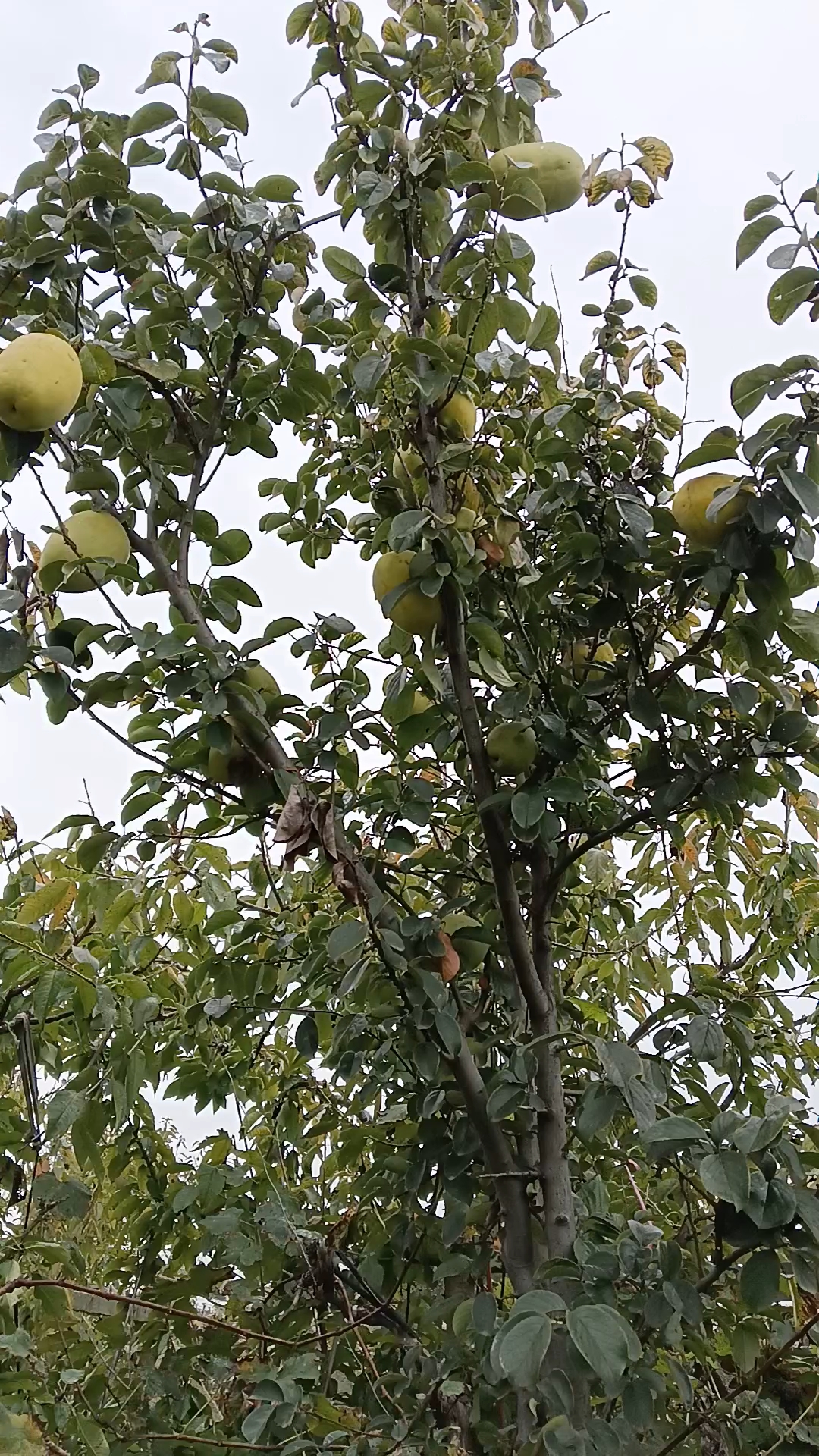 超极香的木瓜树又叫海棠木瓜,药木瓜有需要的联系我.
