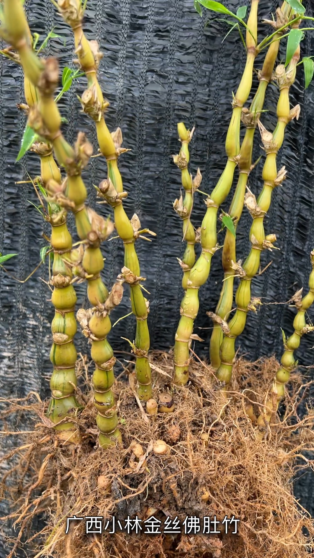 一丛8杆金丝佛肚竹苗158元包邮,广西金丝葫芦竹种植基地