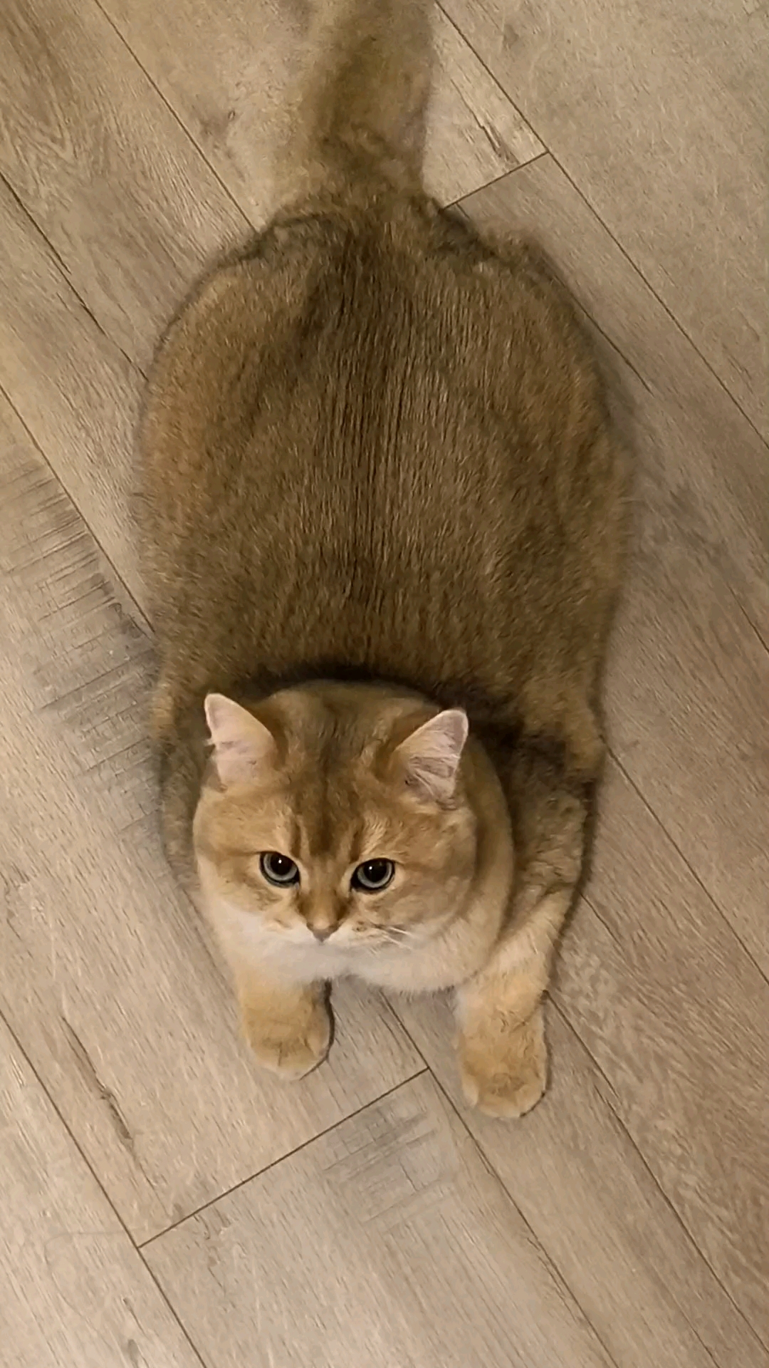 煤气罐猫猫扫地日常