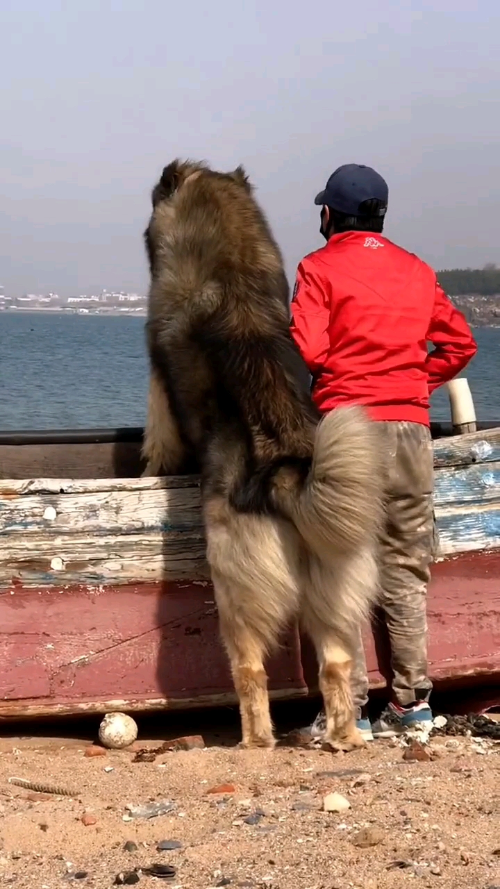 纯种大型护卫犬高加索牧羊犬幼犬俄罗斯护卫犬高加索牧羊犬幼犬-度小