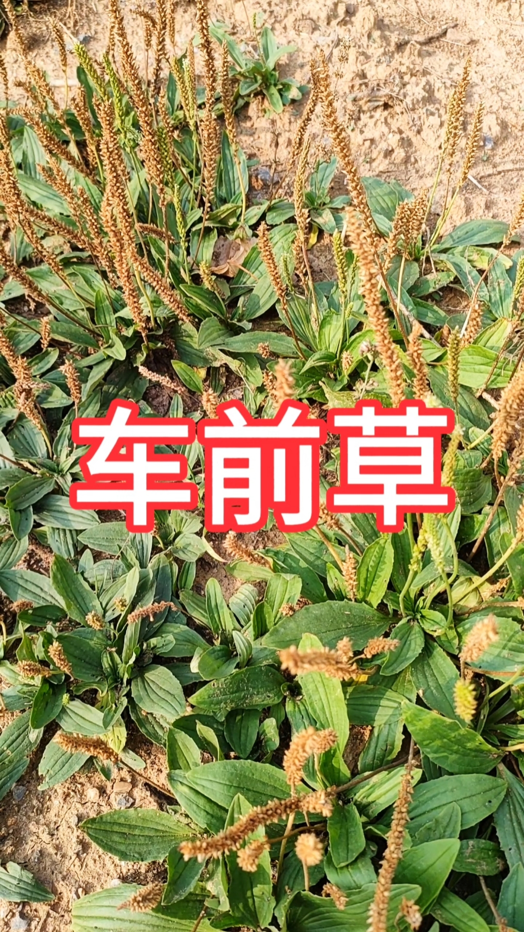 车前草种植效益(车前草的种植与采收法)