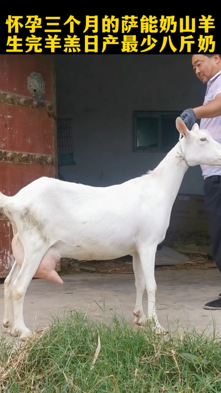 萨能奶山羊生完羊羔后45天后进入产奶高峰期