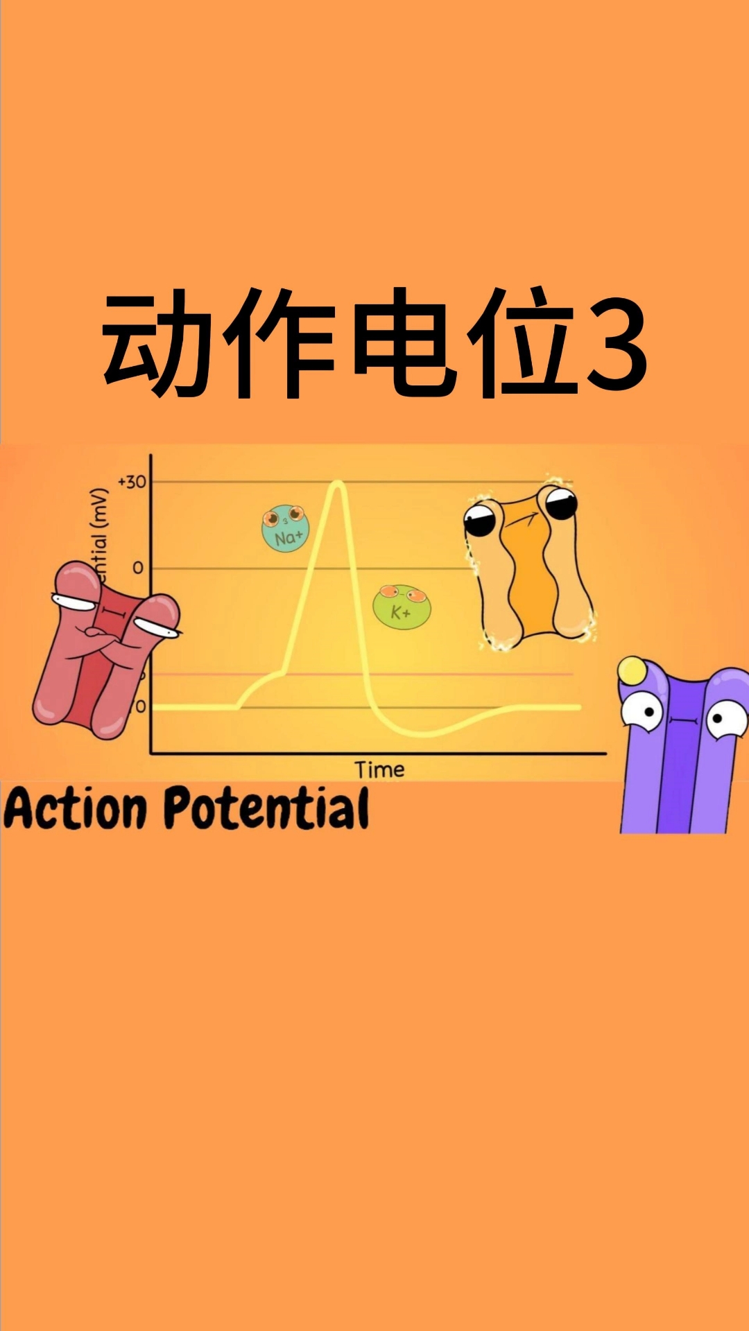 动作电位3