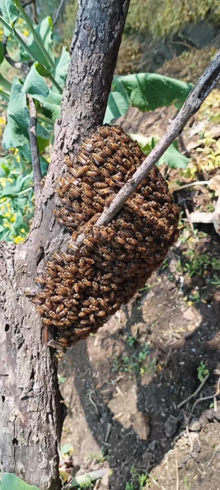 地黑蜂草药图片