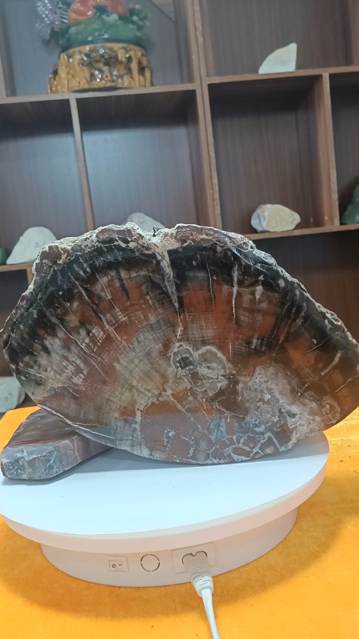 新疆奇台硅化木