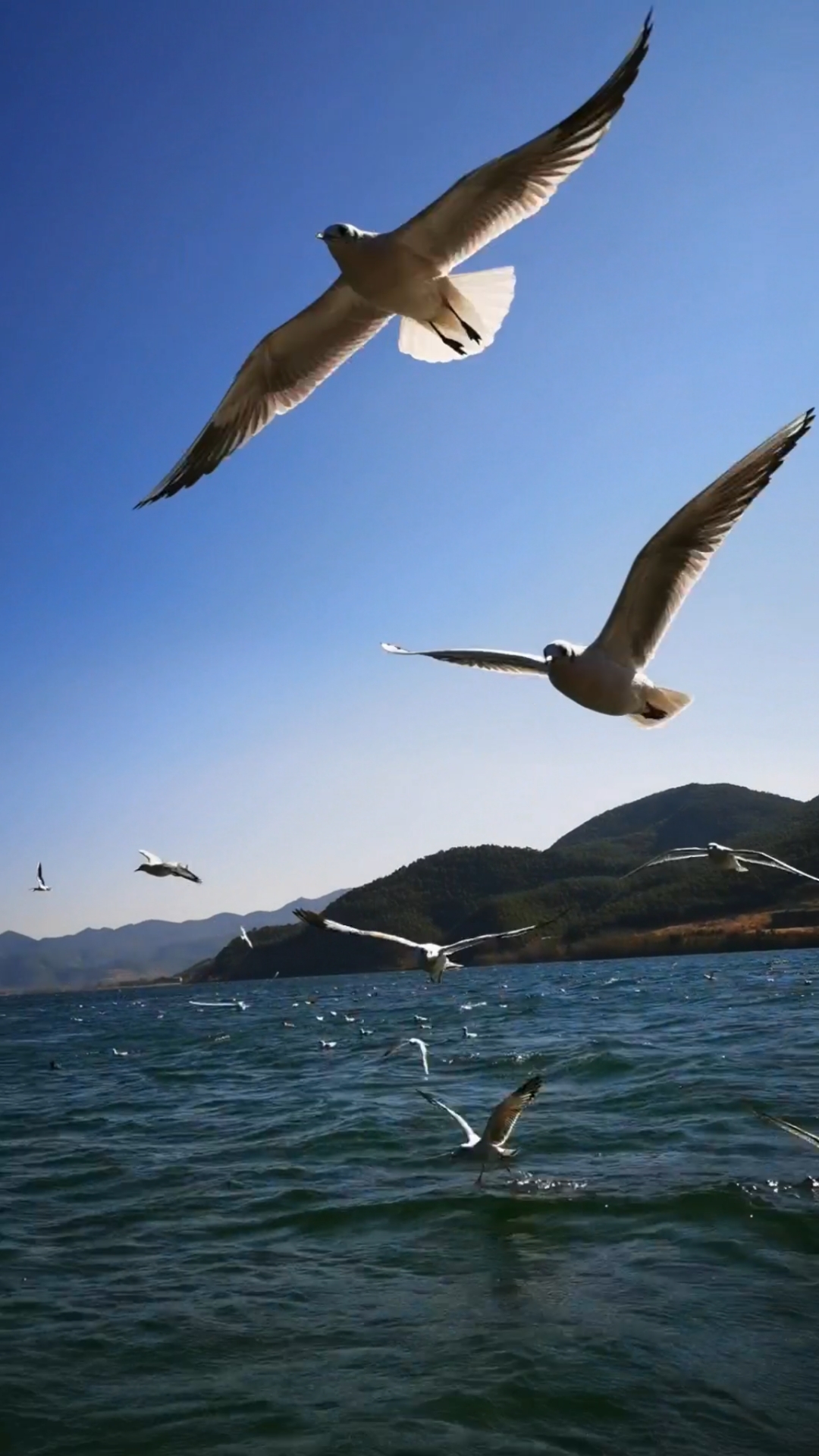 泸沽湖上,海鸥伴我同行