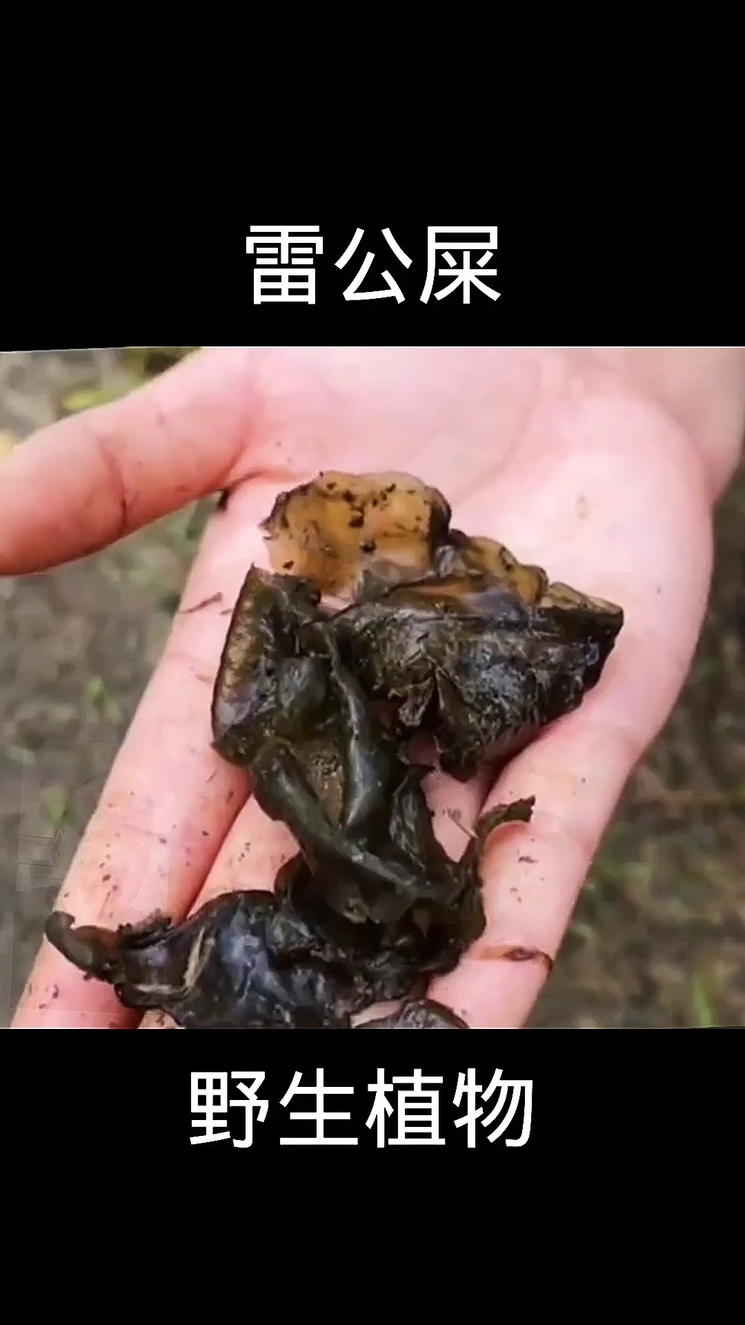 雷公屎,植物科普,植物