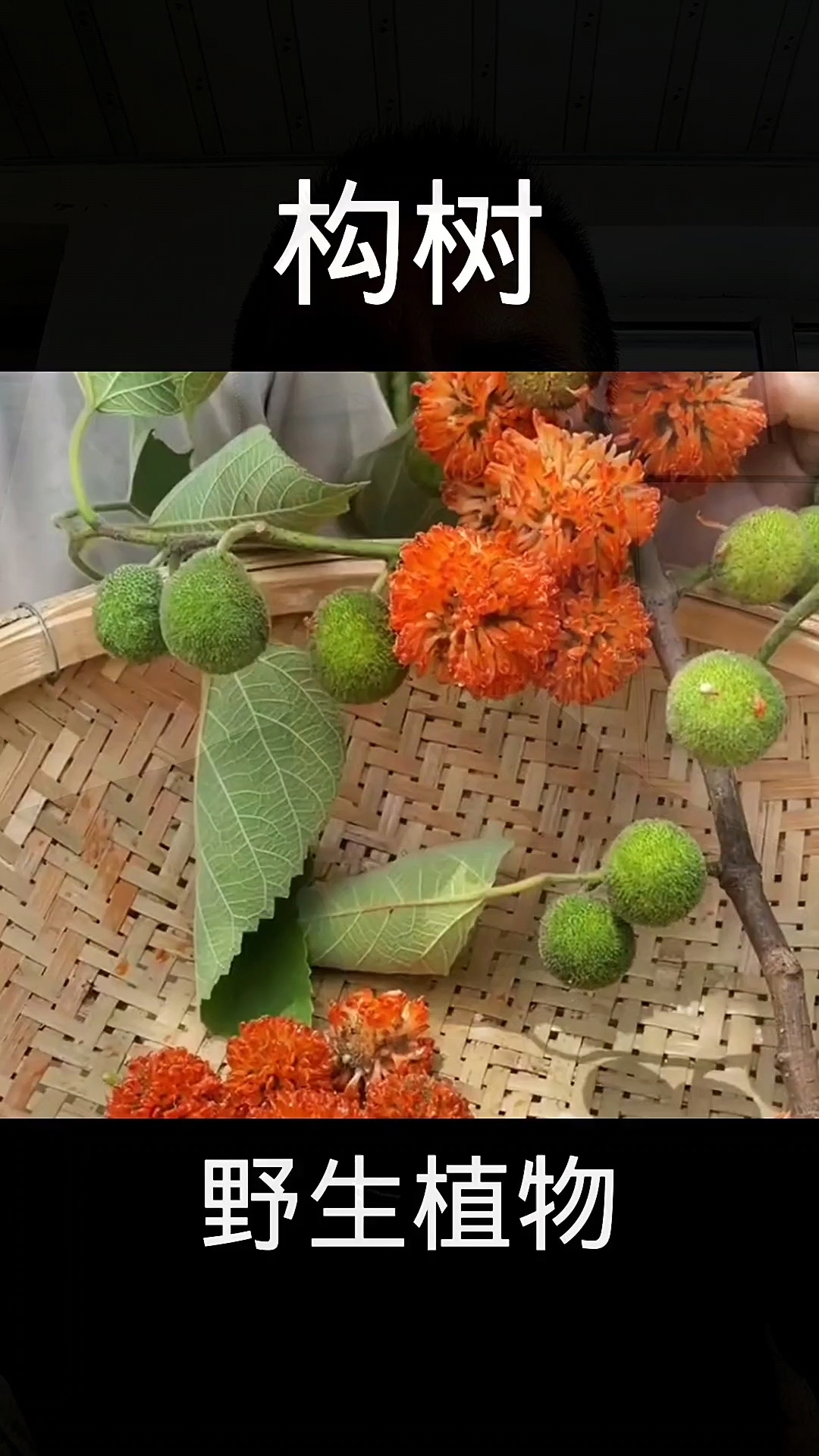构树,植物科普,植物