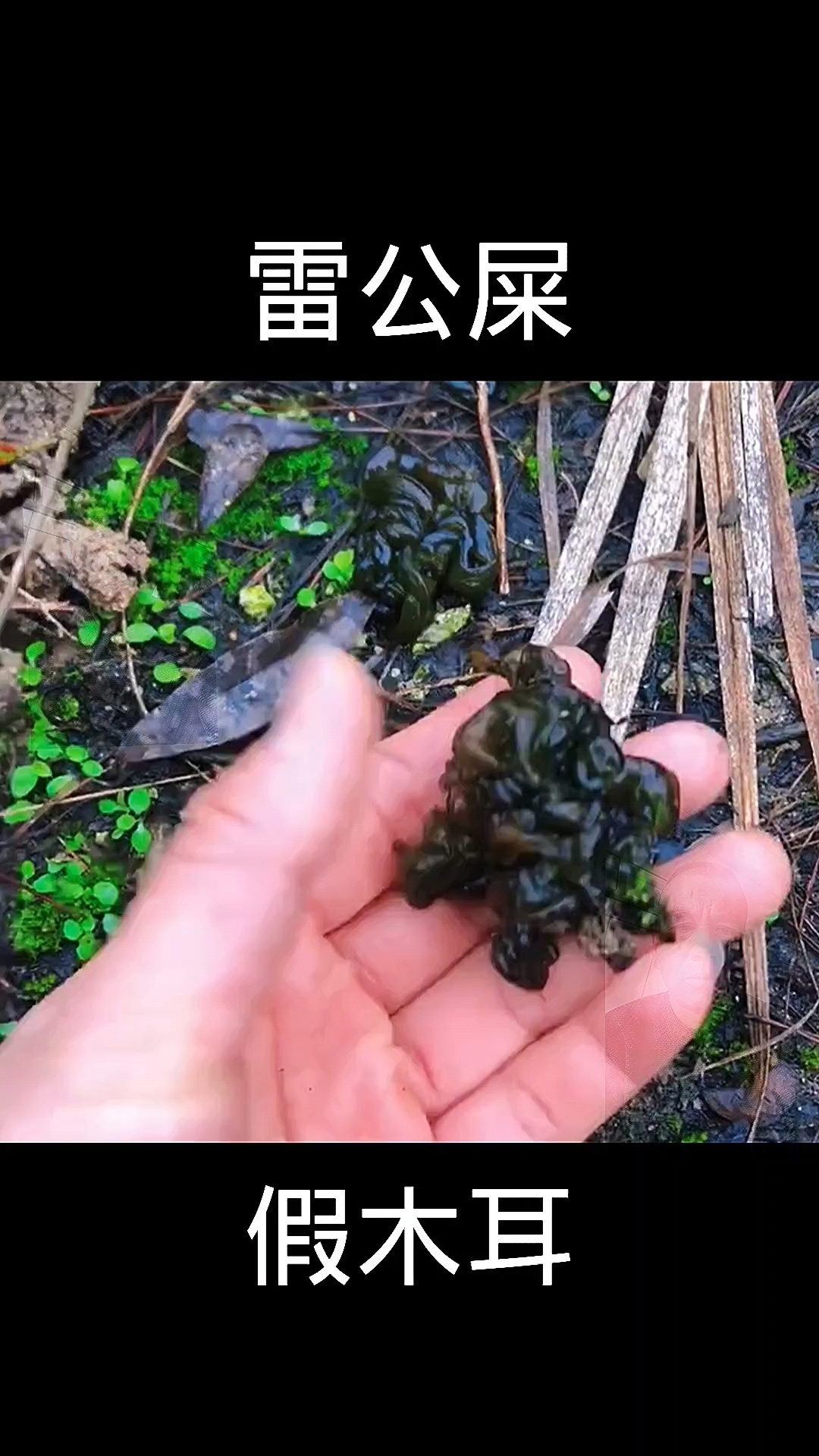 雷公屎,植物科普,植物