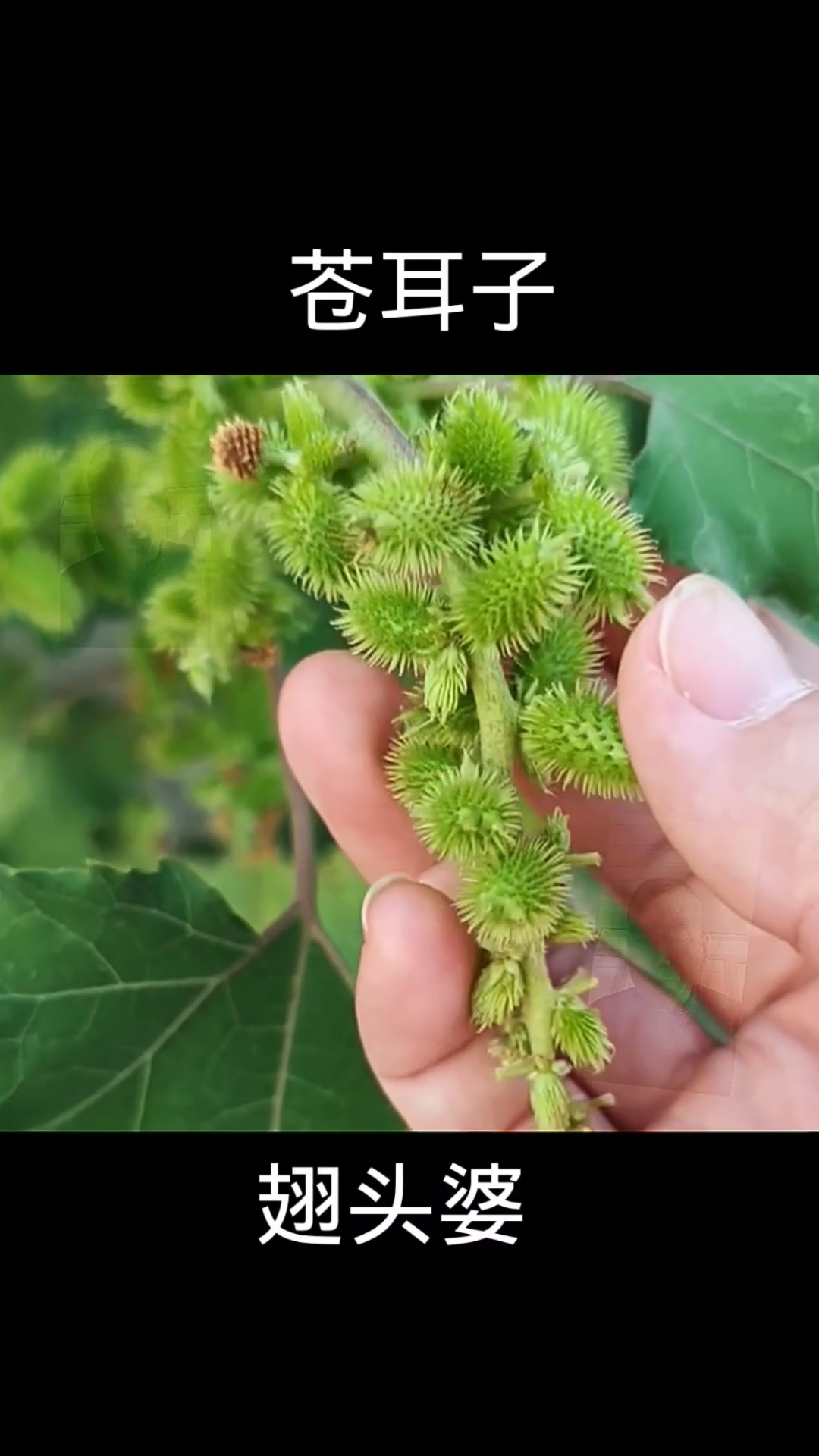 苍耳子,植物科普,植物