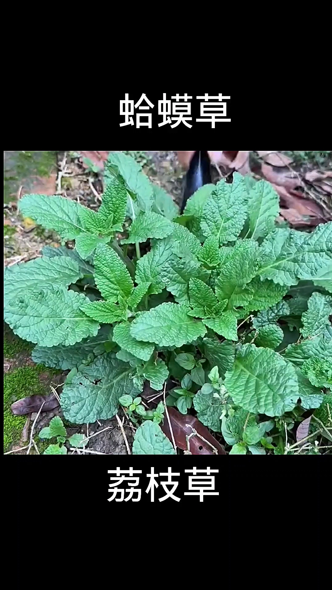 蛤蟆草主治图片