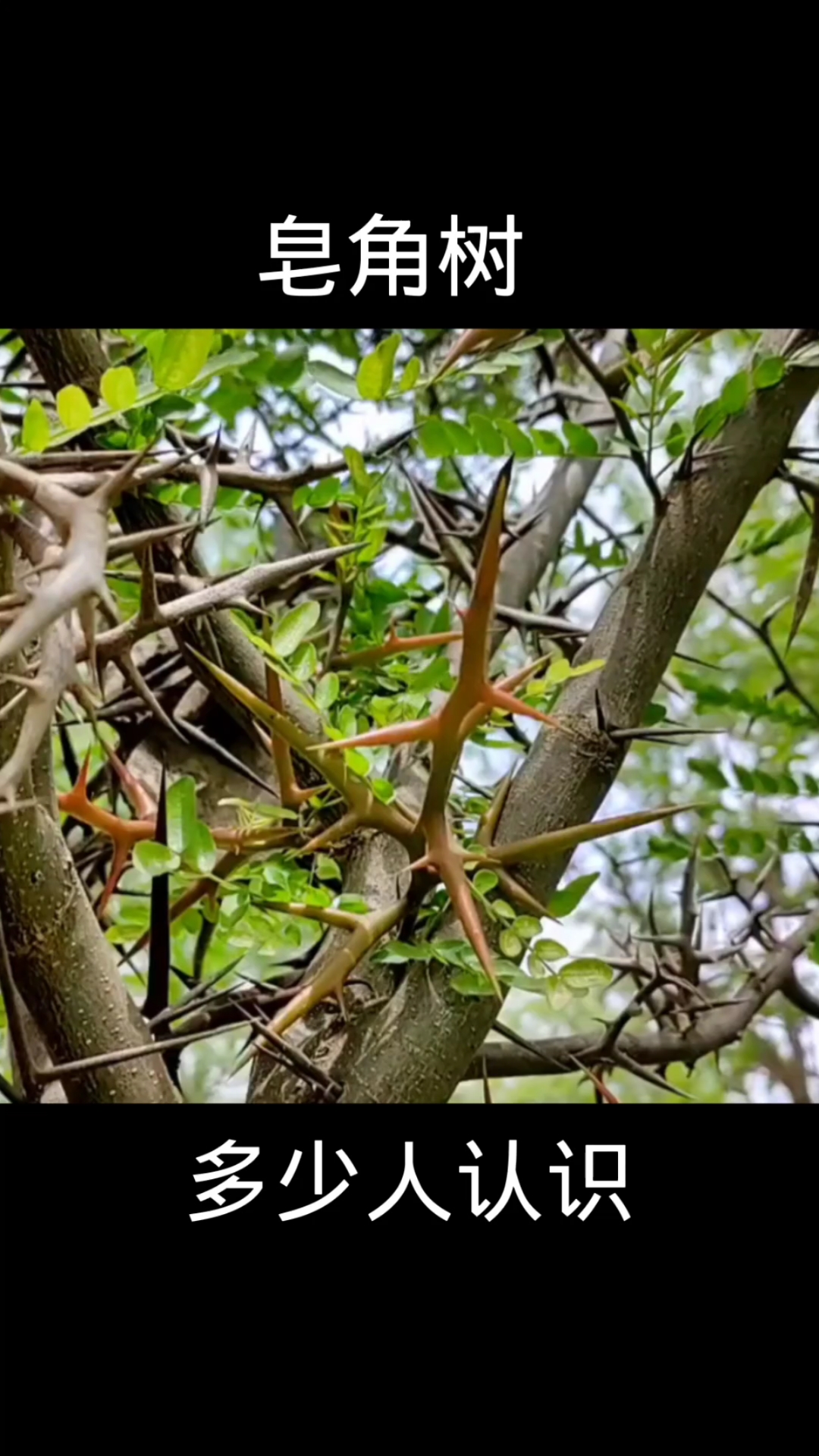 皂角树,植物科普