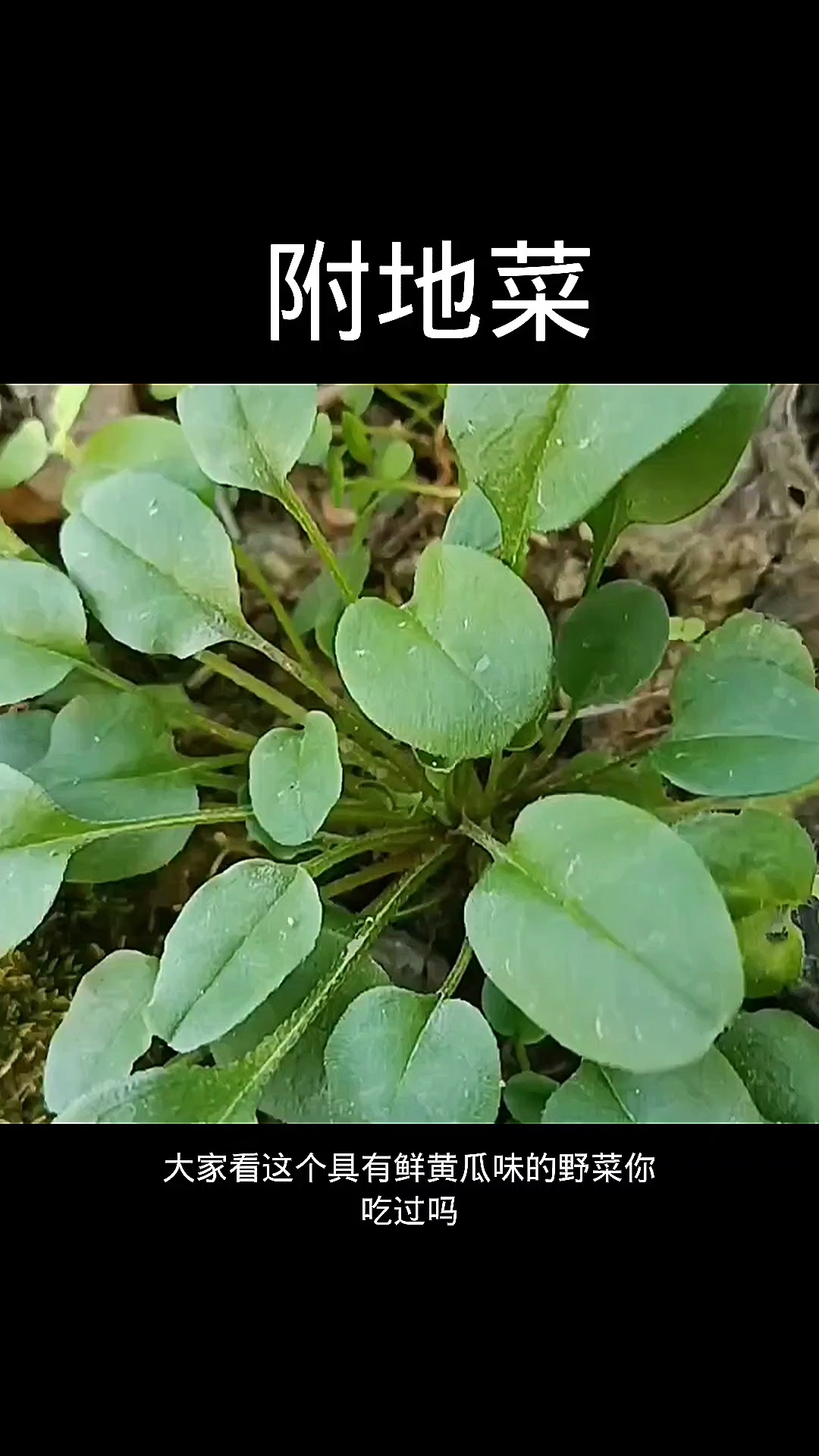 附地菜,植物科普,植物