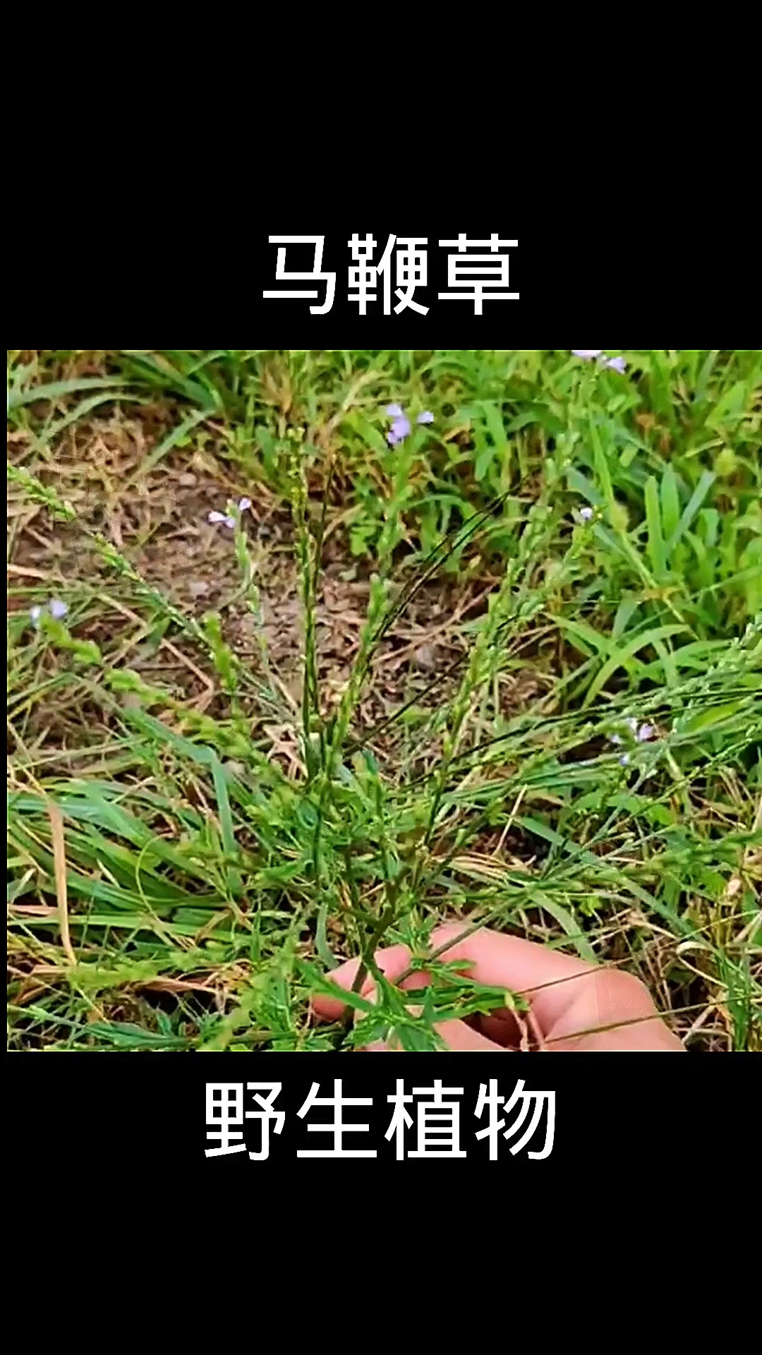 马鞭草,植物科普,植物