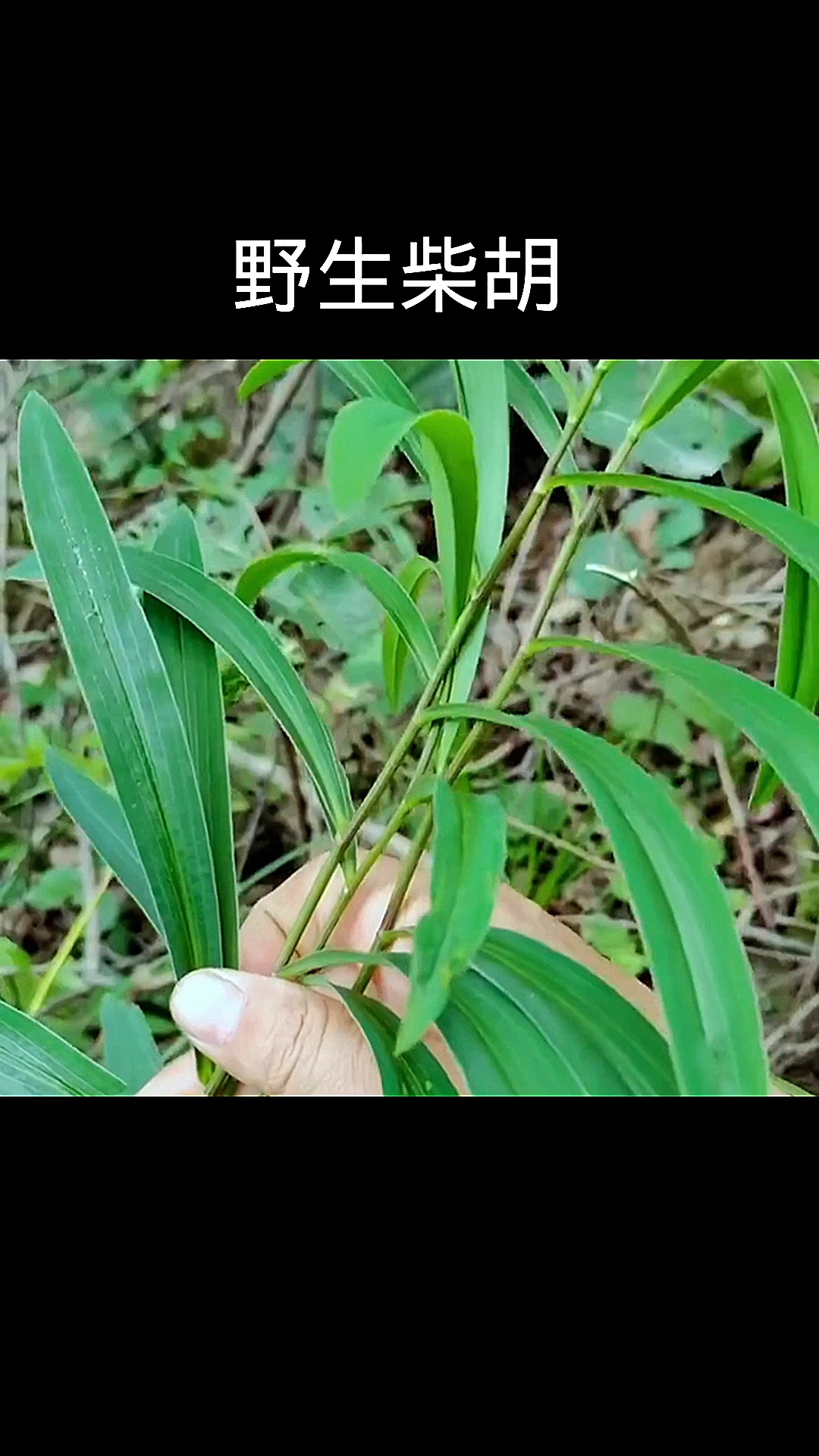 野生柴胡,植物,植物科普