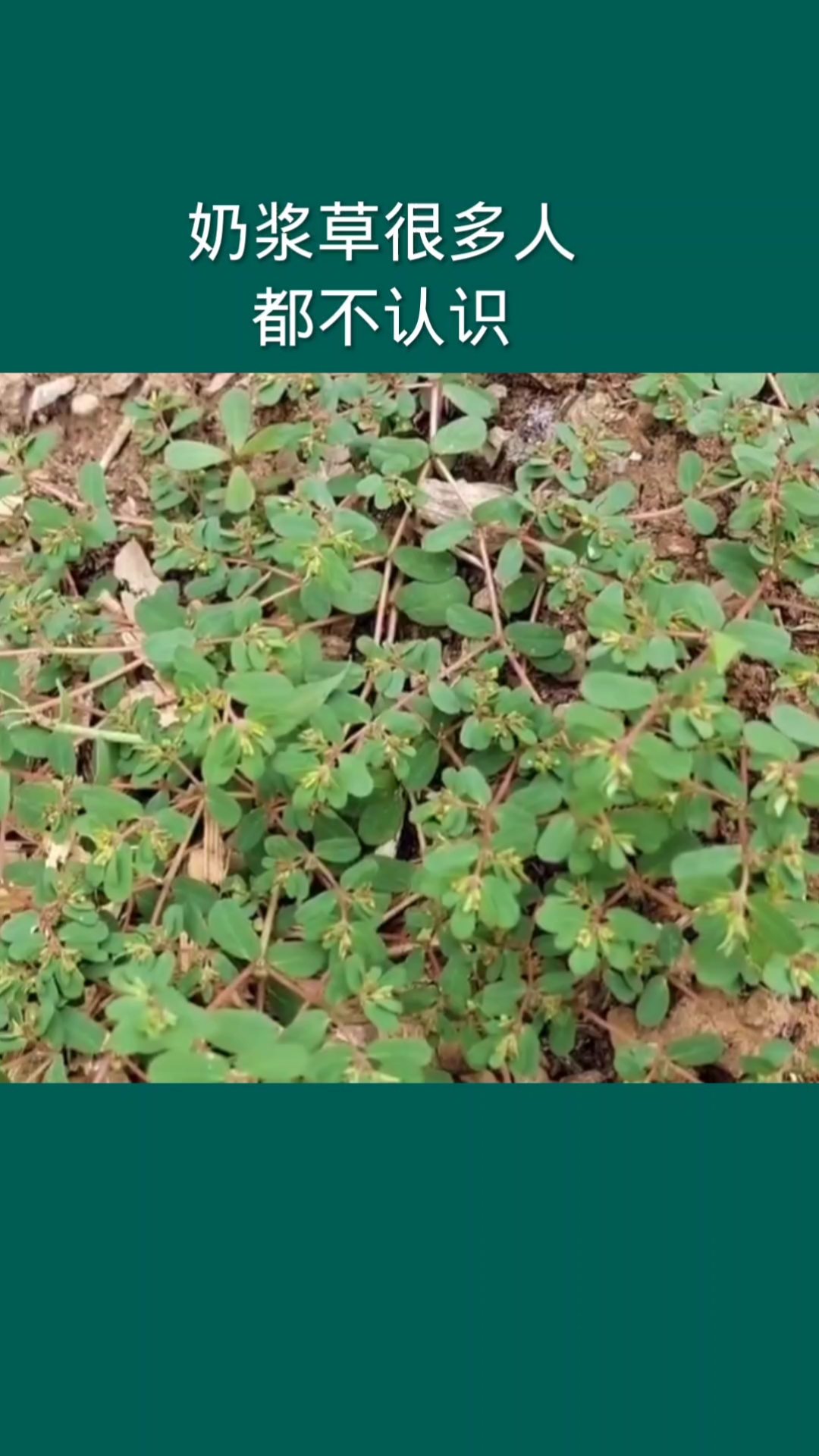 奶浆草,农村不多了