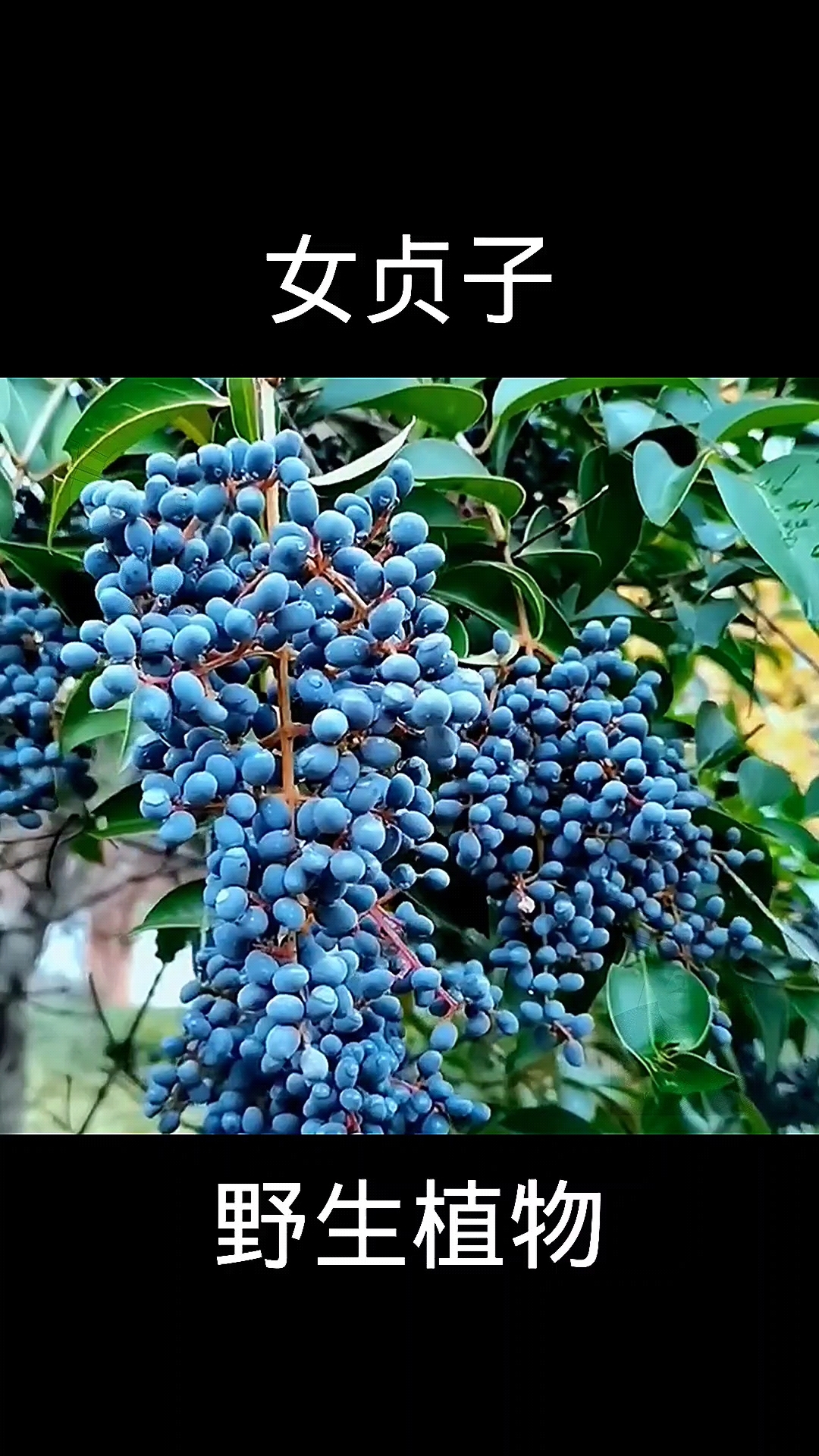 女贞子,植物科普,植物