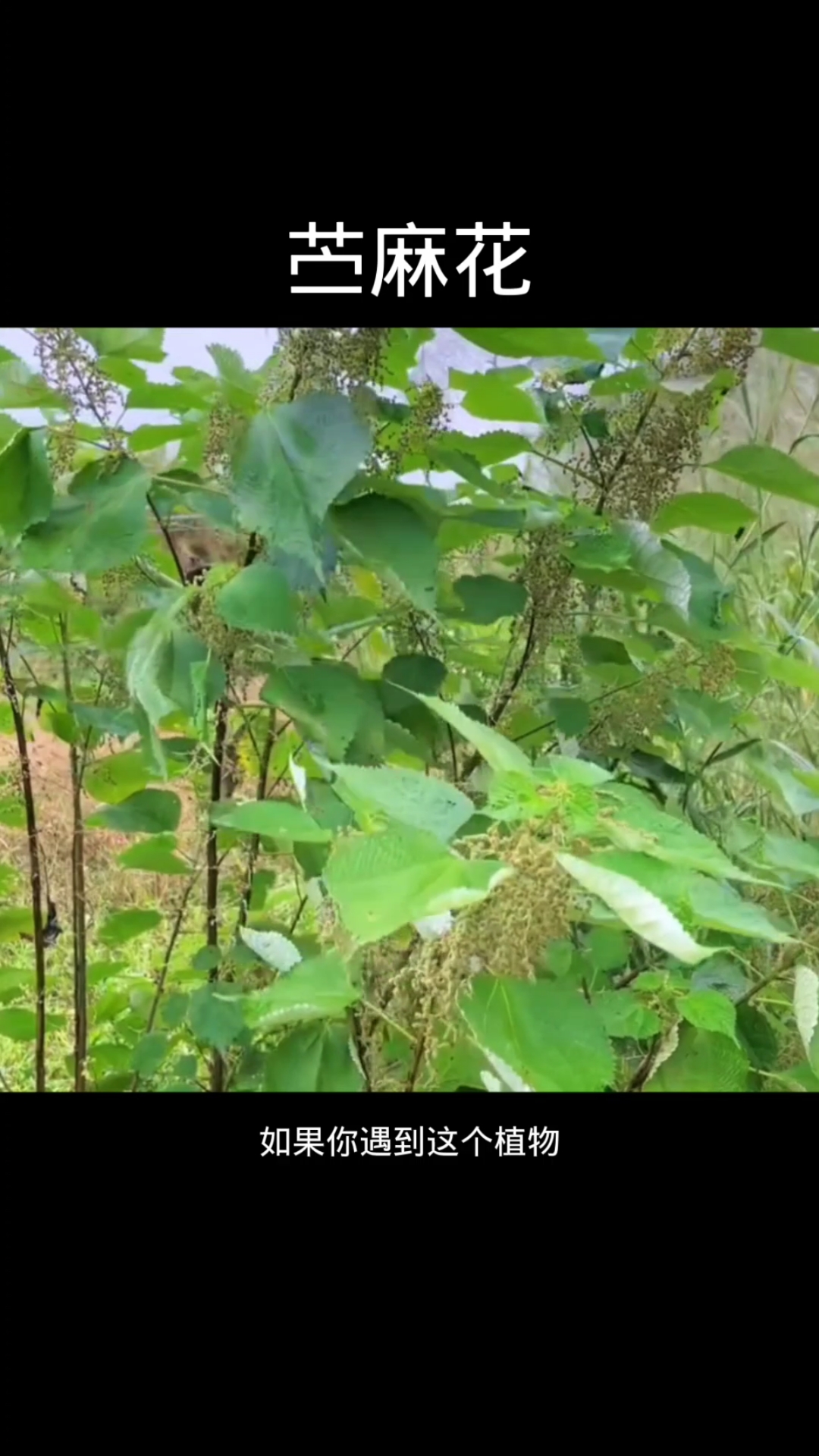 苎麻花,植物科普,植物