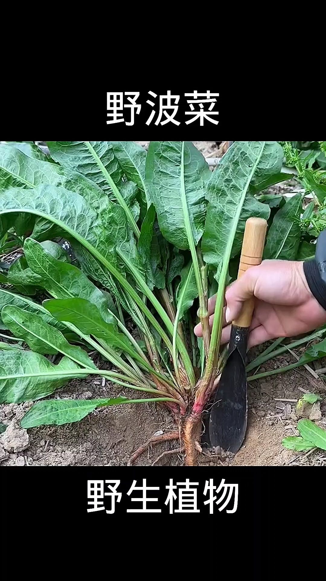 野波菜,植物科普,植物
