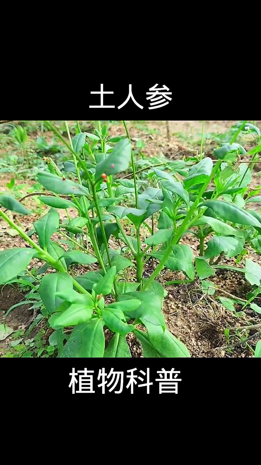 土人参,植物科普,植物