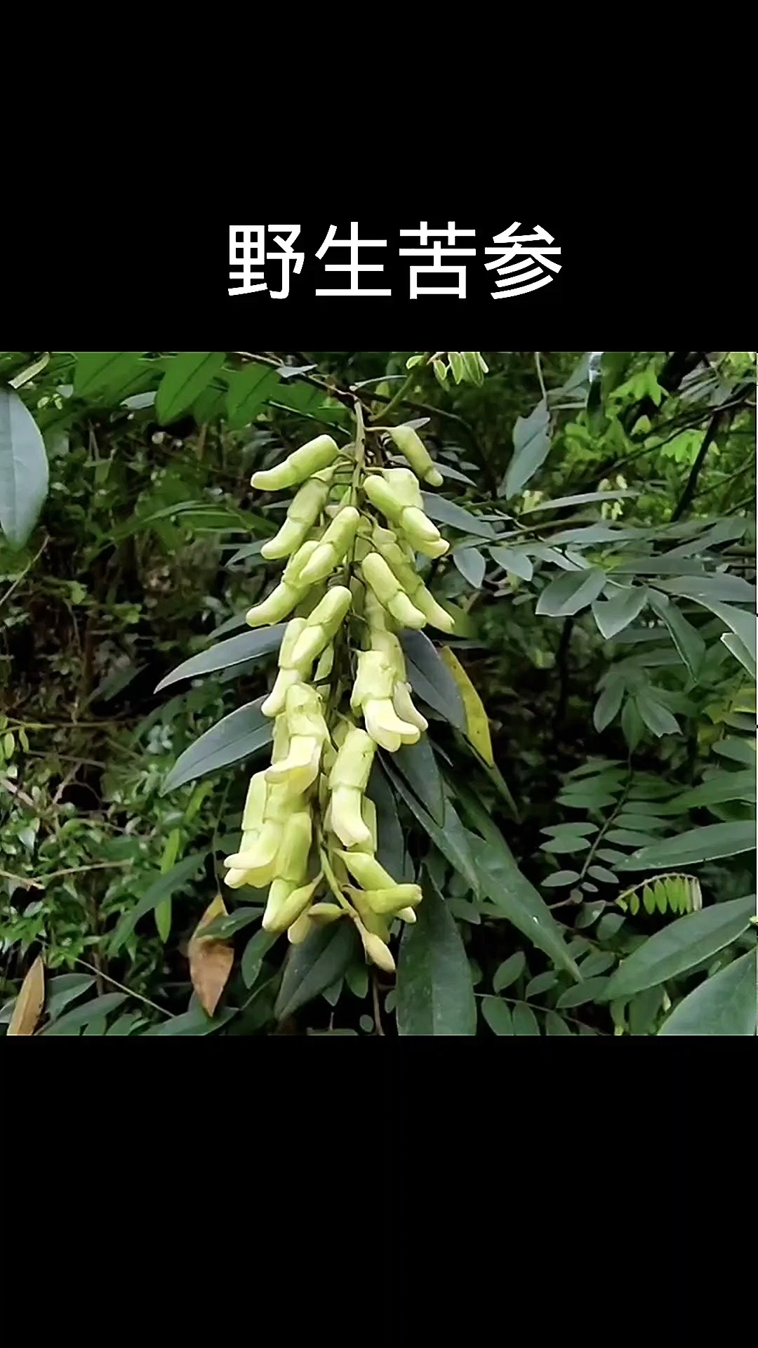 野生苦参,植物,植物科普