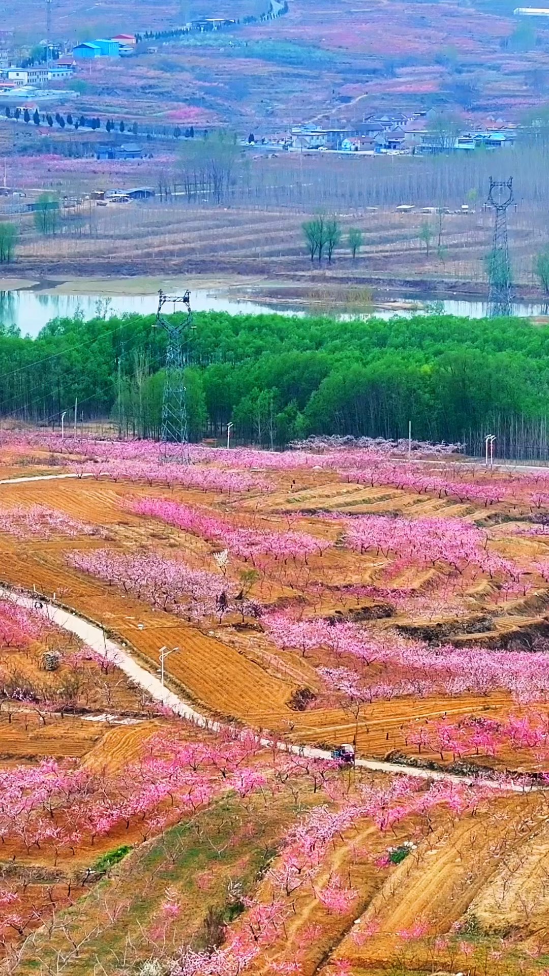 蒙自米兰春天图片