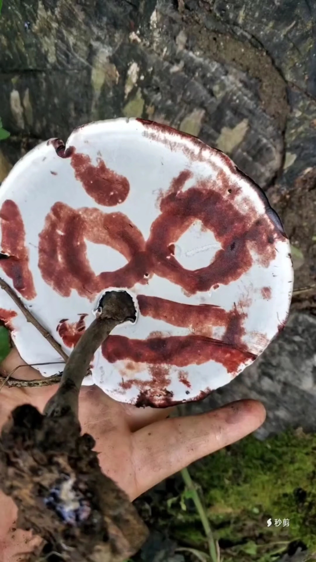 野生香血灵芝(自然缠滕死亡几十年大相思树树桩底部及根周边)