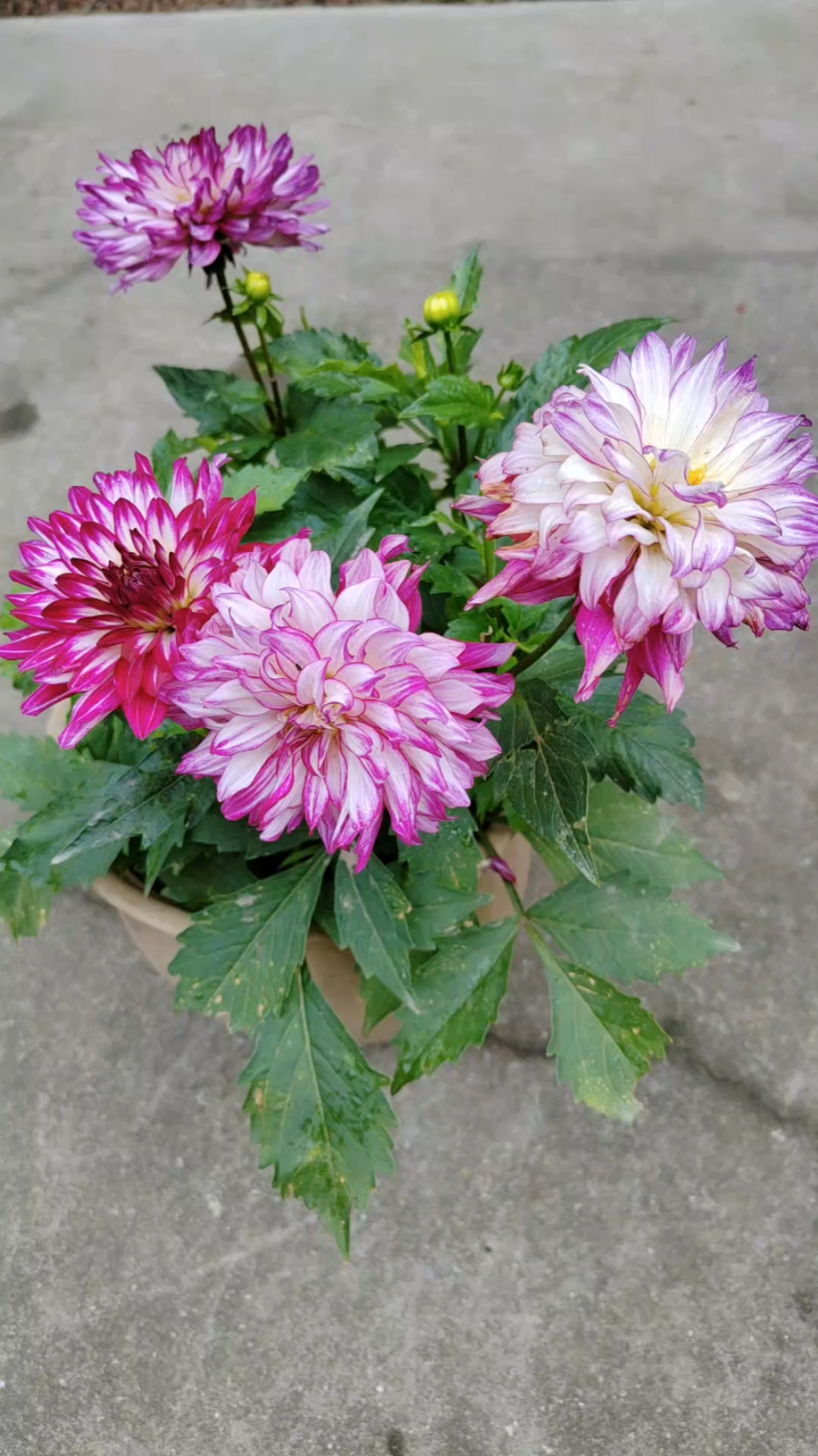 小丽花,多年生.无需花很多精管理,没有虫害,适合新手种植.